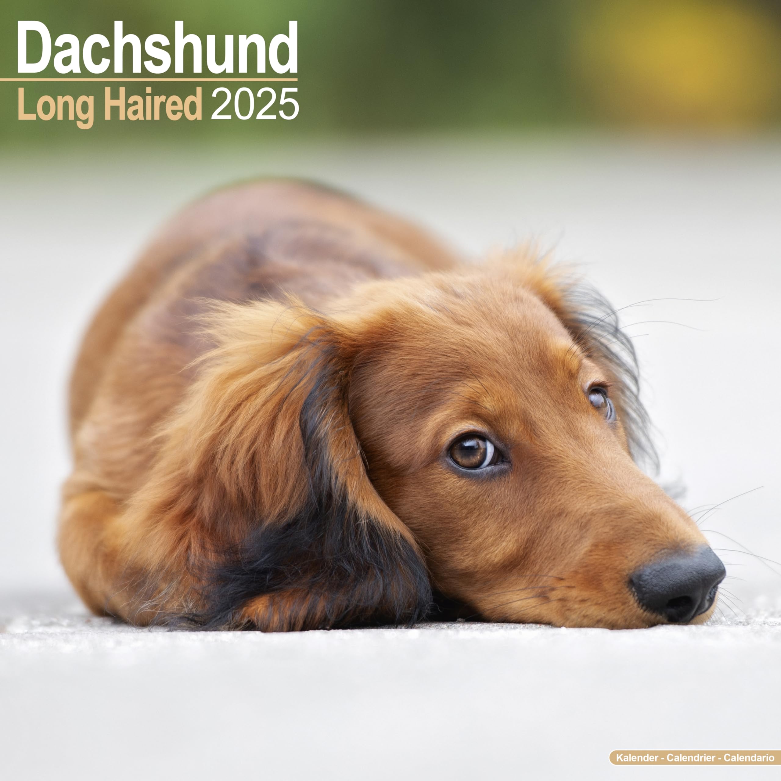 Longhaired Dachshund - Langhaardackel 2025 - 16-Monatskalender: Original Avonside-Kalender (Wall-Kalender) Pets