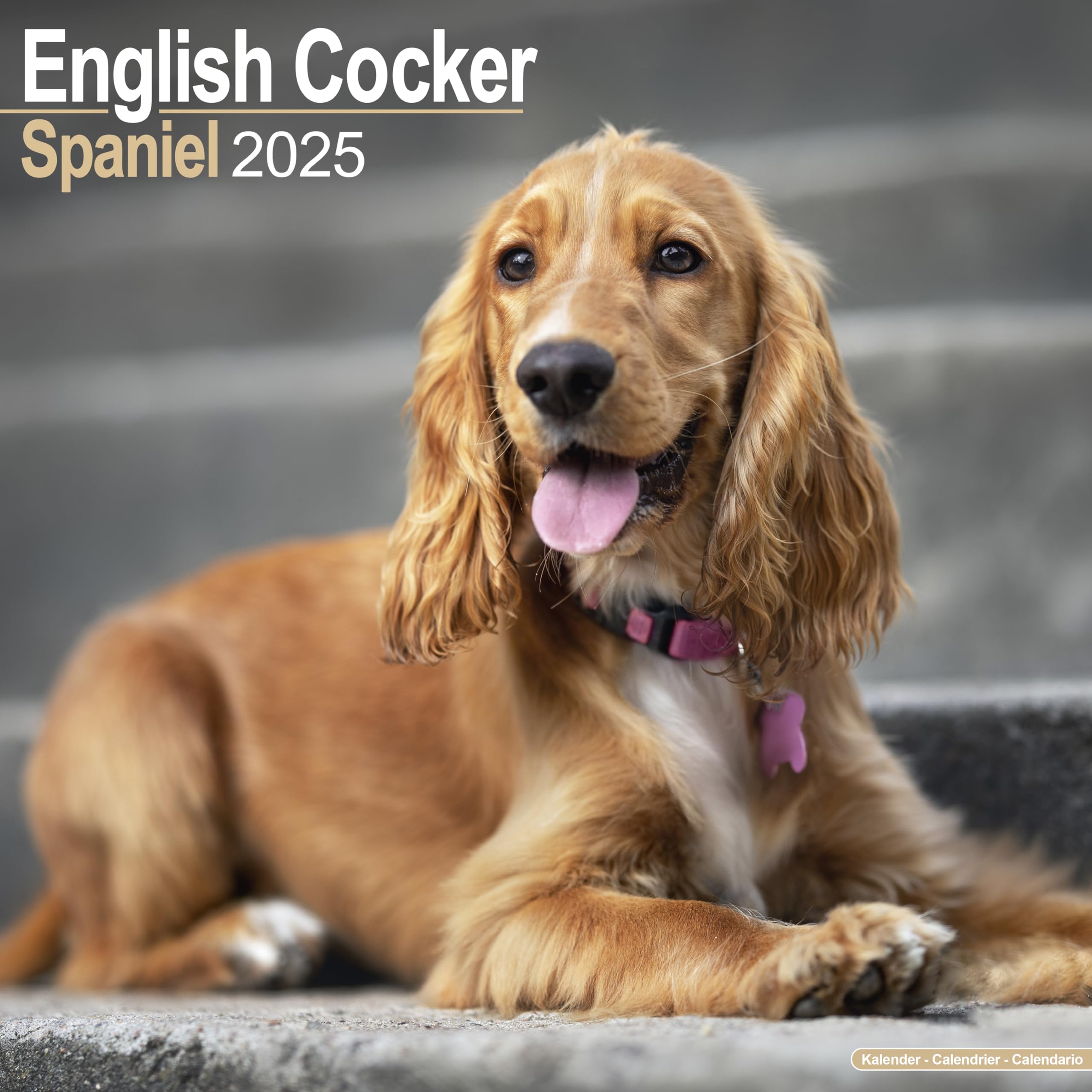 English Cocker Spaniel - Englische Cockerspaniels 2025 - 16-Monatskalender: Original Avonside-Kalender (Wall-Kalender) Pets