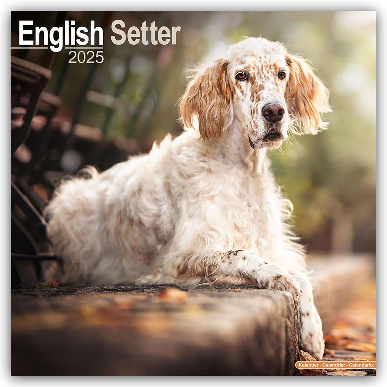 English Setter Calendar 2025 Square Dog Breed Wall Calendar - 16 Month book