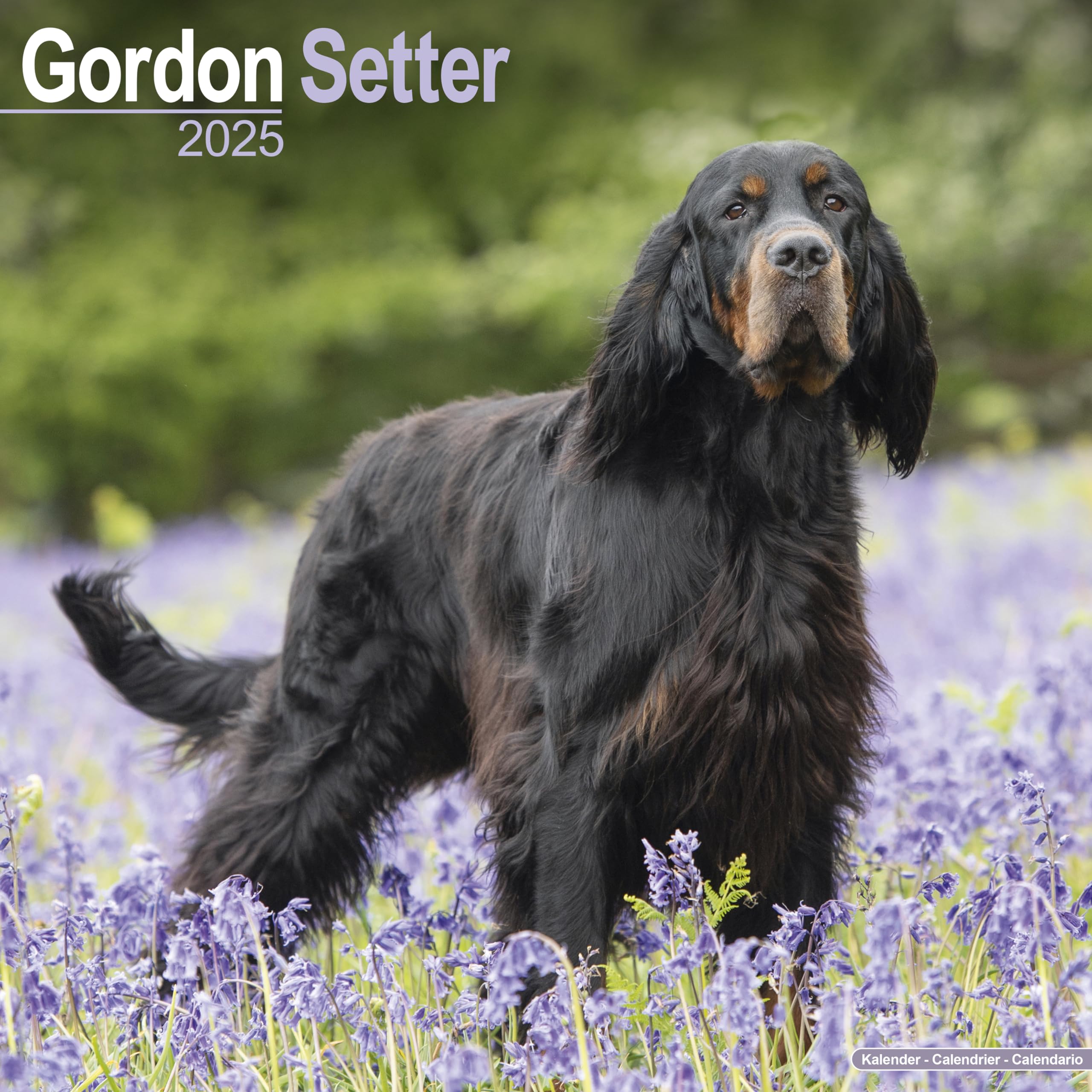 Gordon Setter 2025 - 16-Monatskalender: Original Avonside-Kalender (Wall-Kalender) Pets