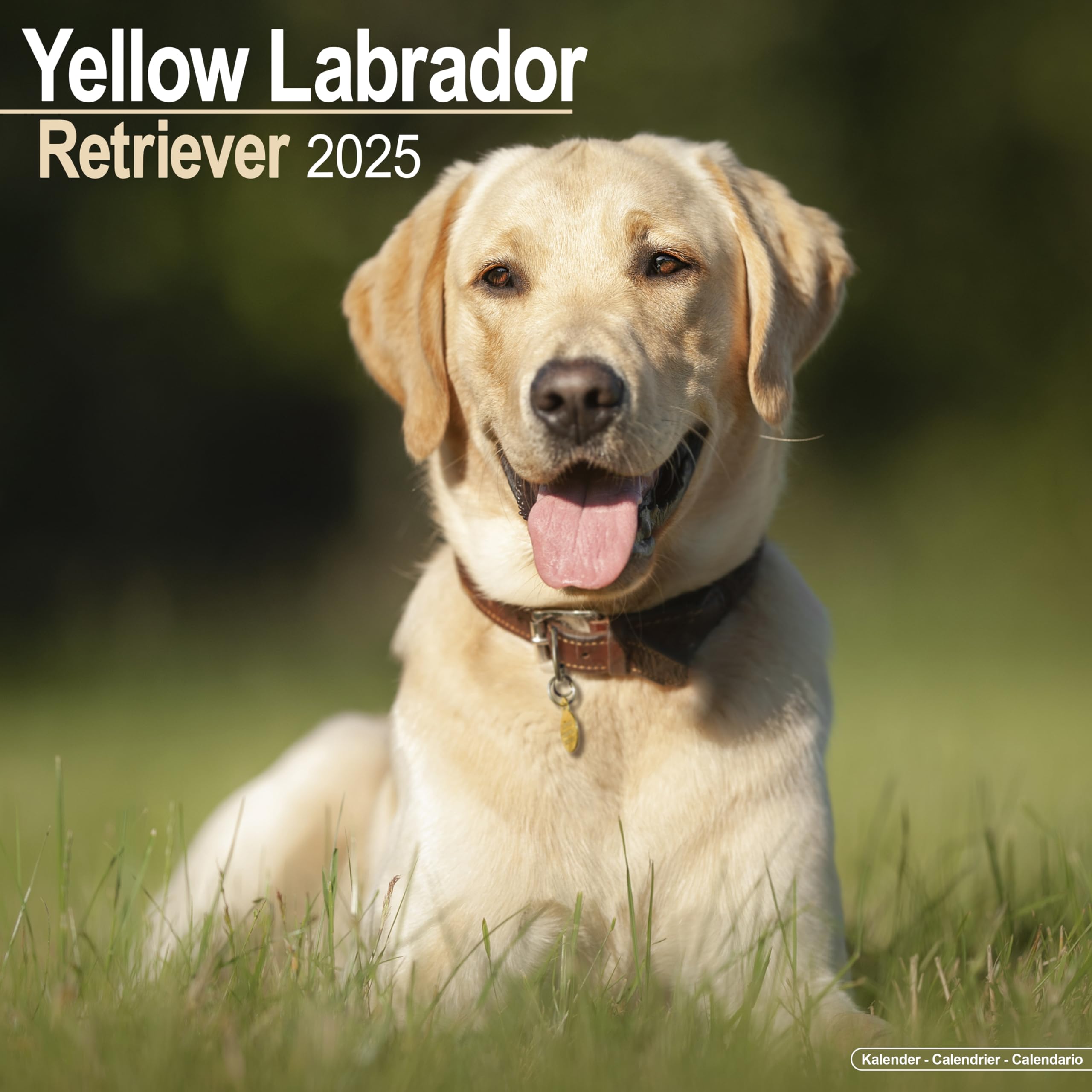 Yellow Labrador Retriever - Gelber Labrador 2025 - 16-Monatskalender: Original Avonside-Kalender (Wall-Kalender) Pets