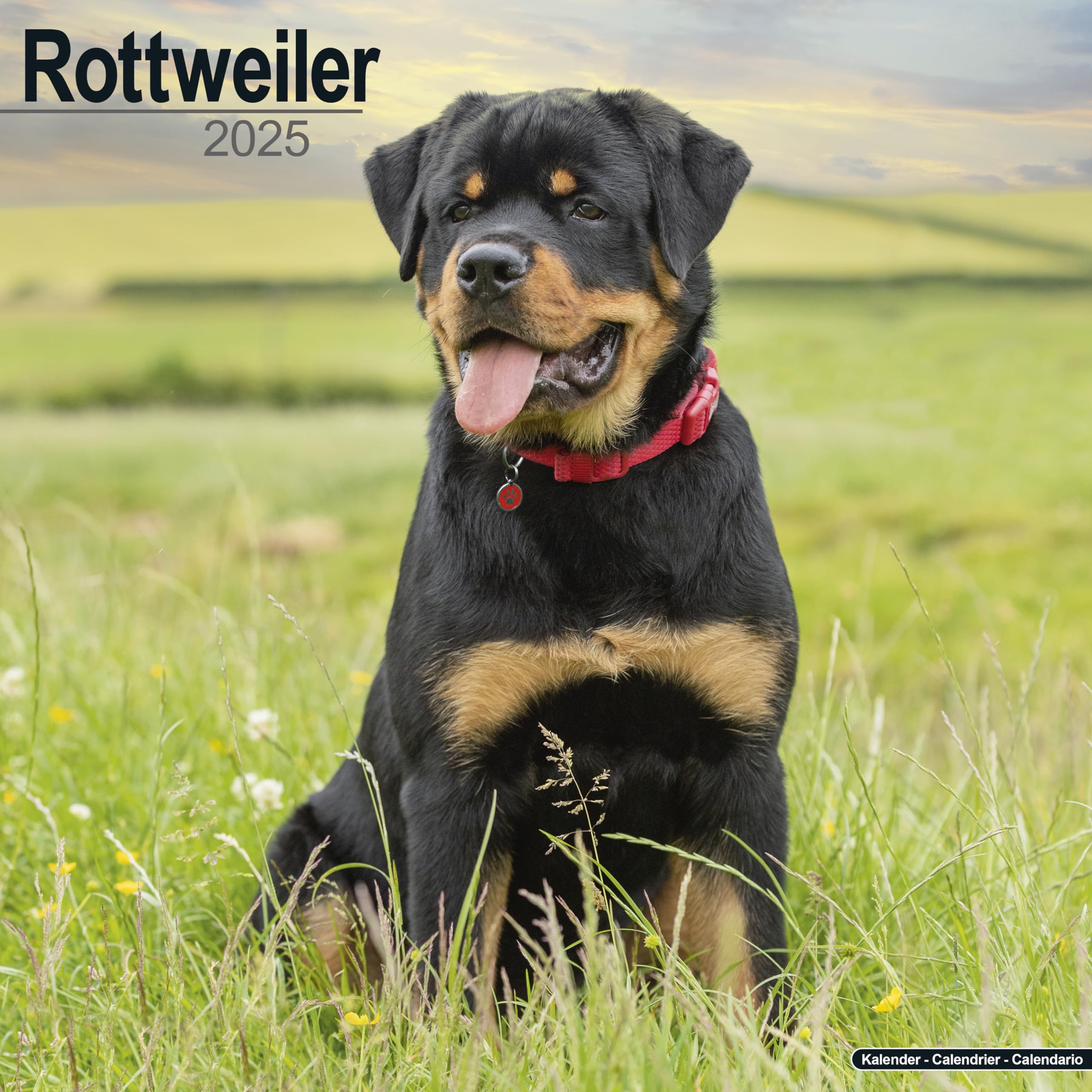 Rottweiler - Rottweiler 2025 - 16-Monatskalender: Original Avonside-Kalender (Wall-Kalender) Pets