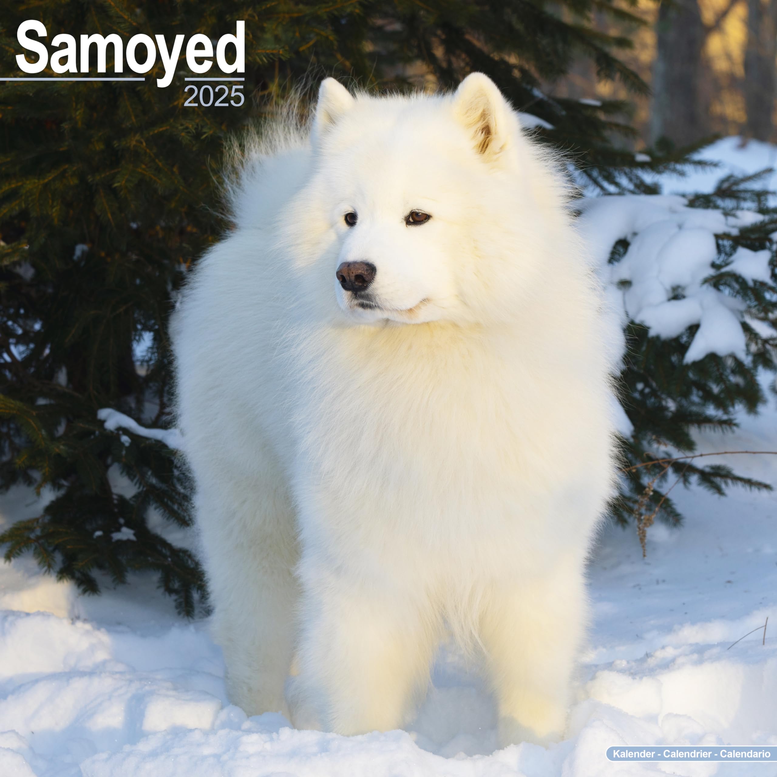 Samoyed Calendar 2025 Square Dog Breed Wall Calendar - 16 Month book