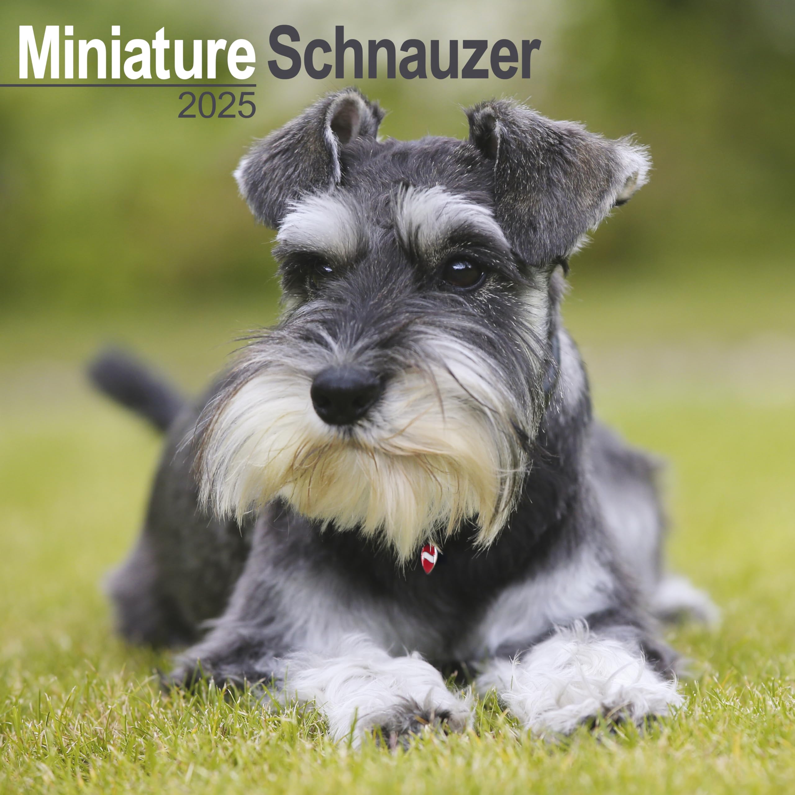 Miniature Schnauzer – Zwergschnauzer 2025 - 16-Monatskalender: Original Avonside-Kalender (Wall-Kalender) Pets