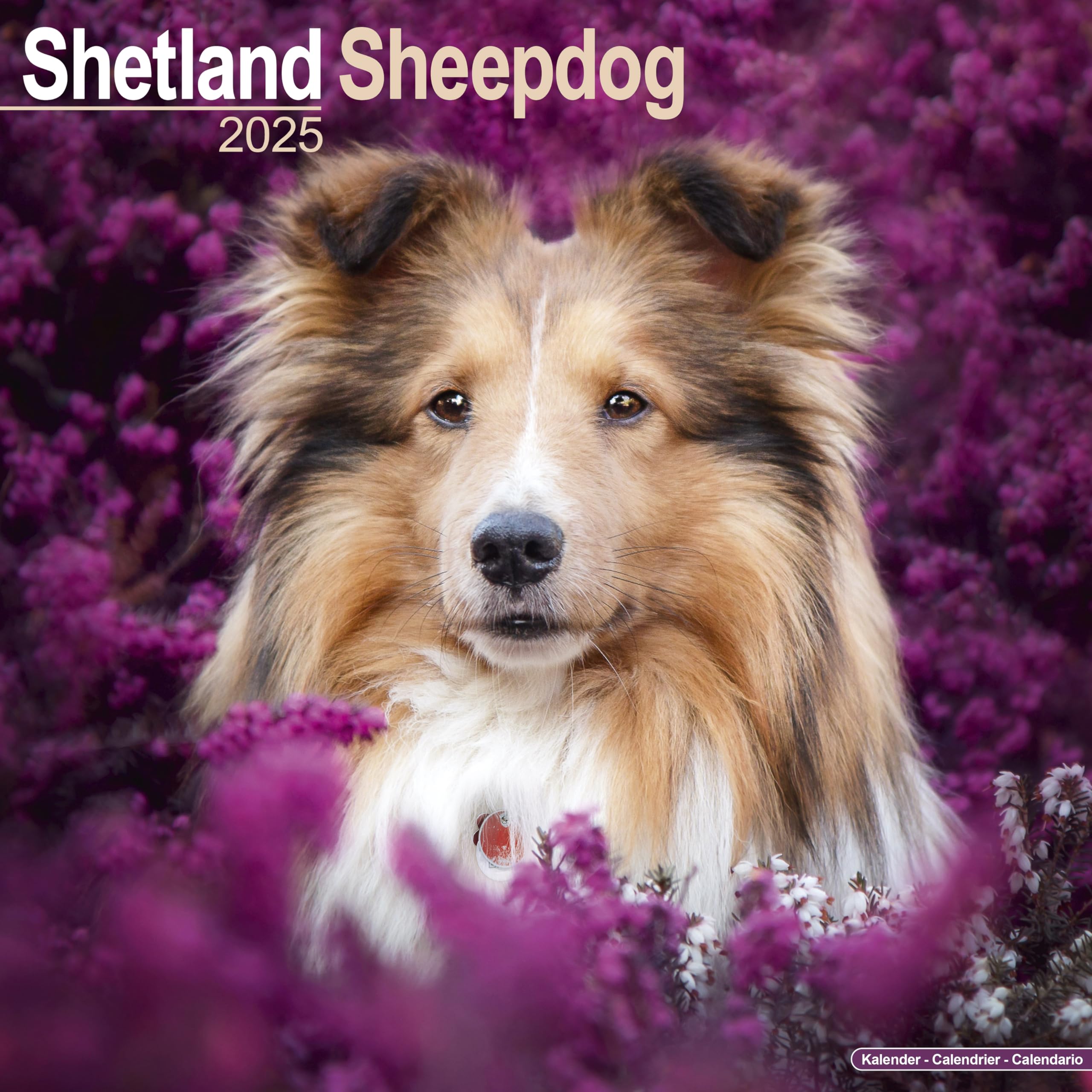 Shetland Sheepdog - Shelties 2025 - 16-Monatskalender: Original Avonside-Kalender (Wall-Kalender) Pets