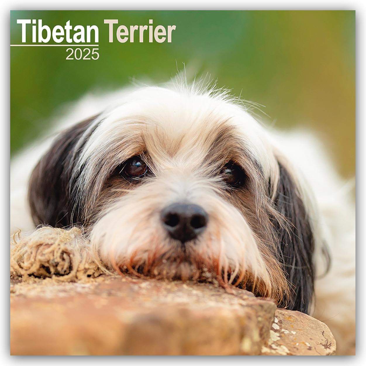 Tibetan Terrier - Tibet Terrier 2025 - 16-Monatskalender: Original Avonside-Kalender (Wall-Kalender) Calendars