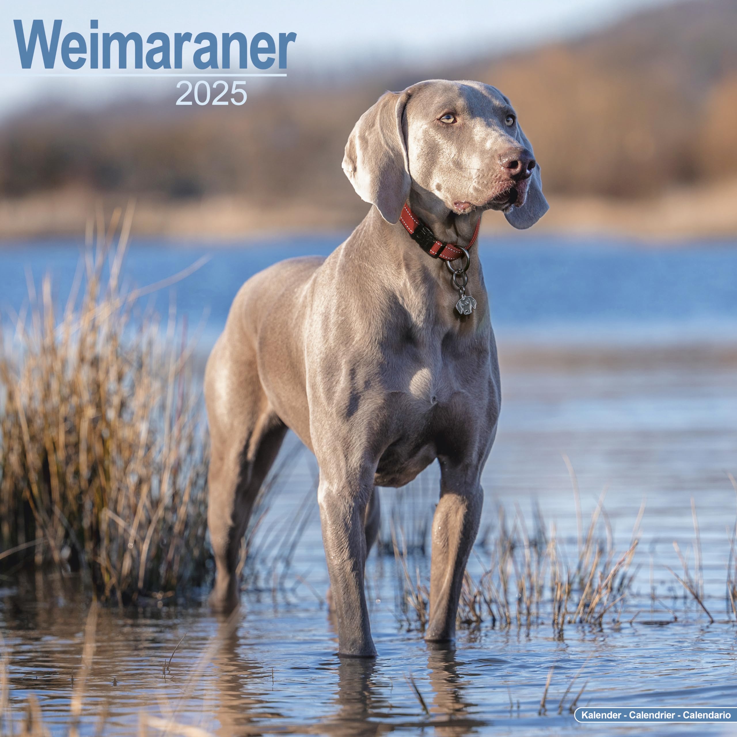 Weimaraner - Weimaraner 2025 - 16-Monatskalender: Original Avonside-Kalender (Wall-Kalender) Pets