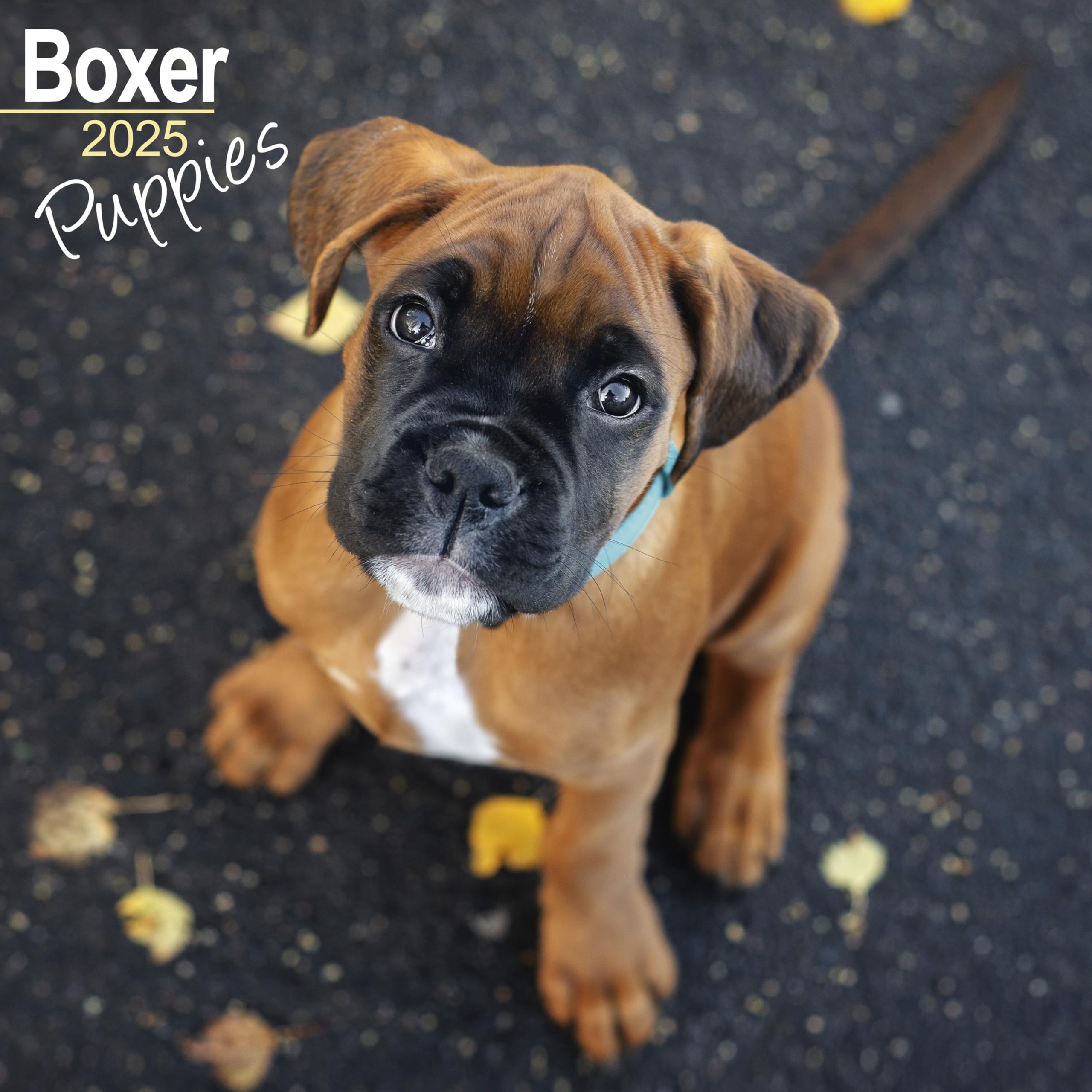 Boxer Puppies - Boxer Welpen 2025 - 16-Monatskalender: Original Avonside-Kalender (Wall-Kalender) Pets