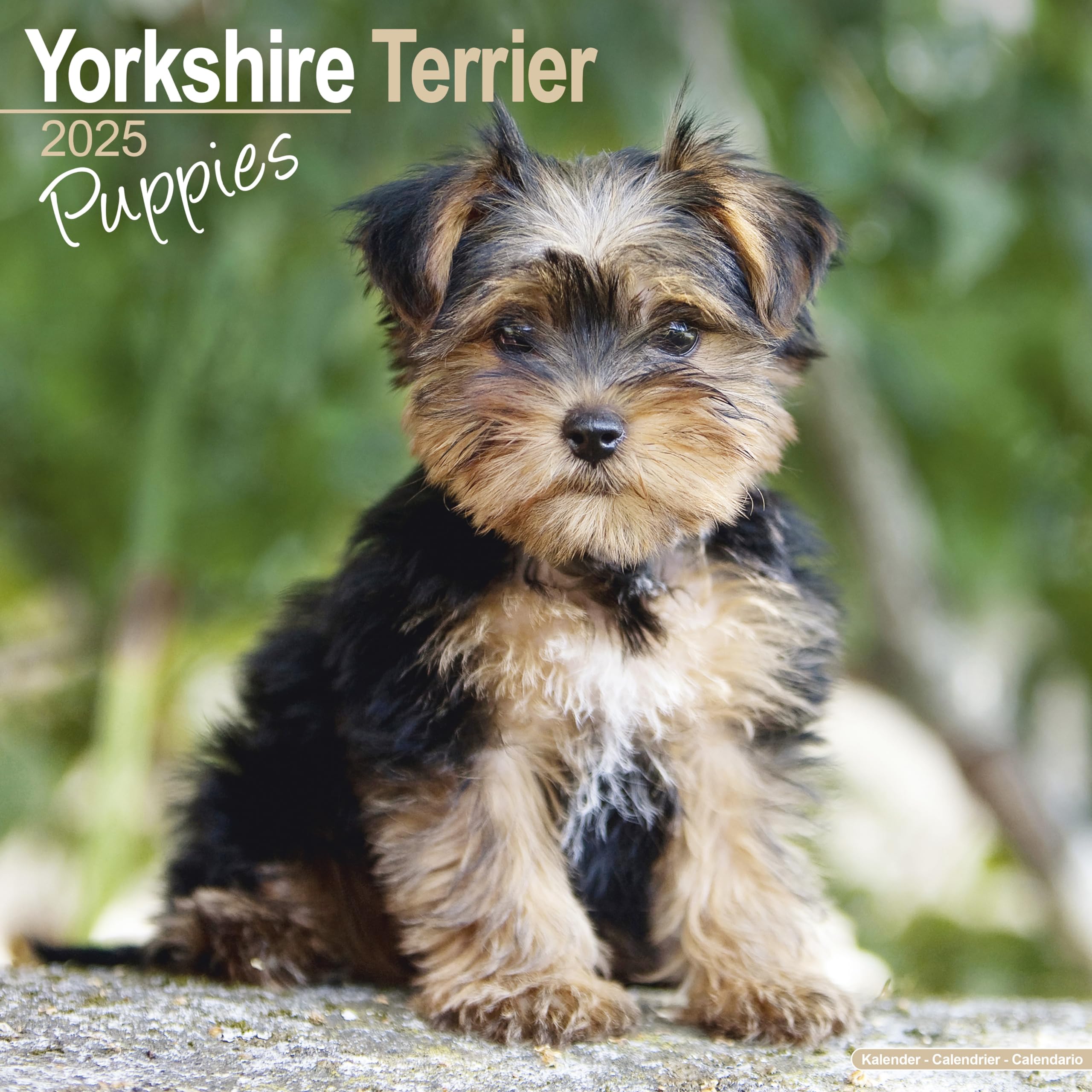 Yorkshire Terrier Puppies - Yorkshire Terrier Welpen 2025 16-Monatskalender: Original Avonside-Kalender (Wall-Kalender) Pets
