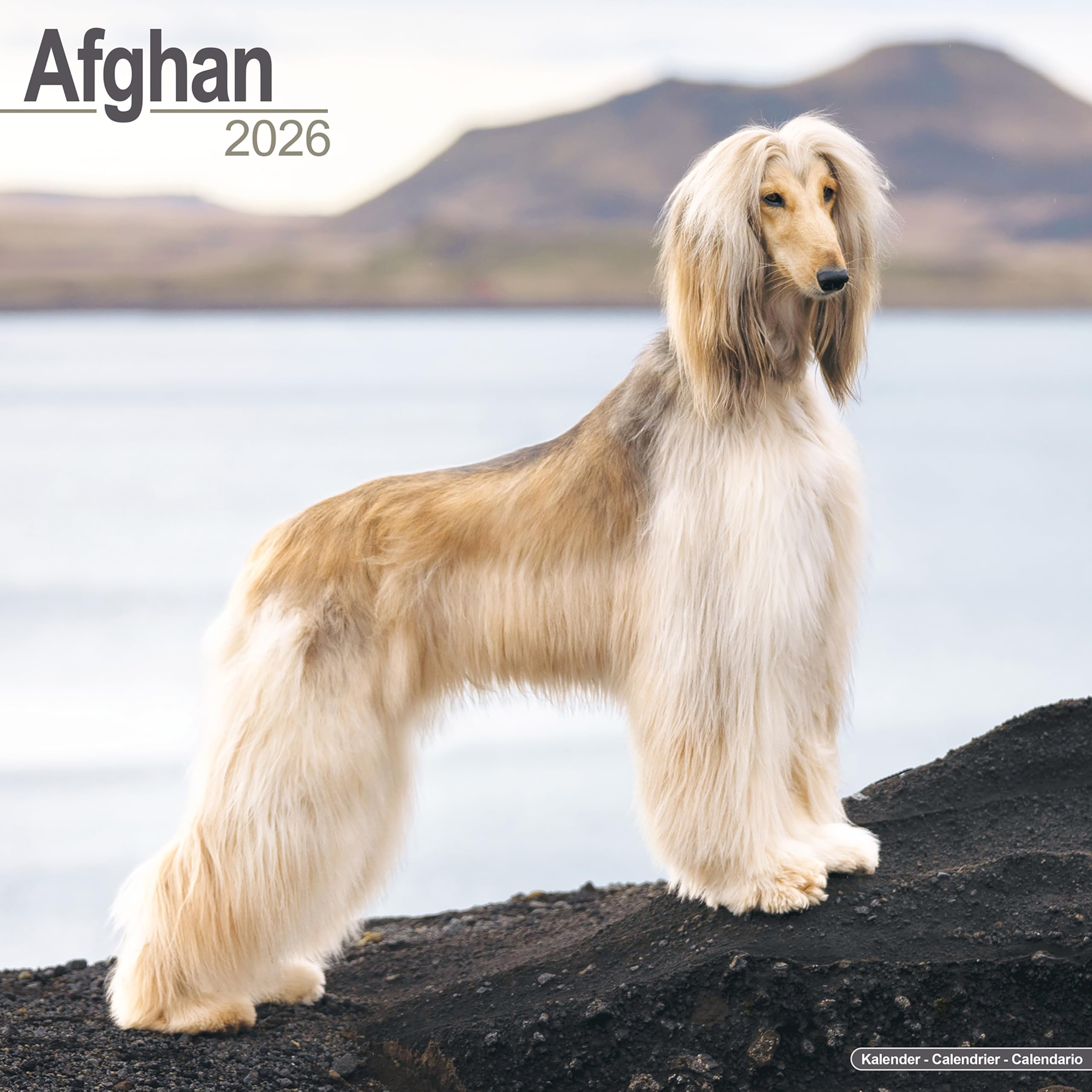 Afghan Calendar 2026 Square Dog Breed Wall Calendar - 16 Month Books