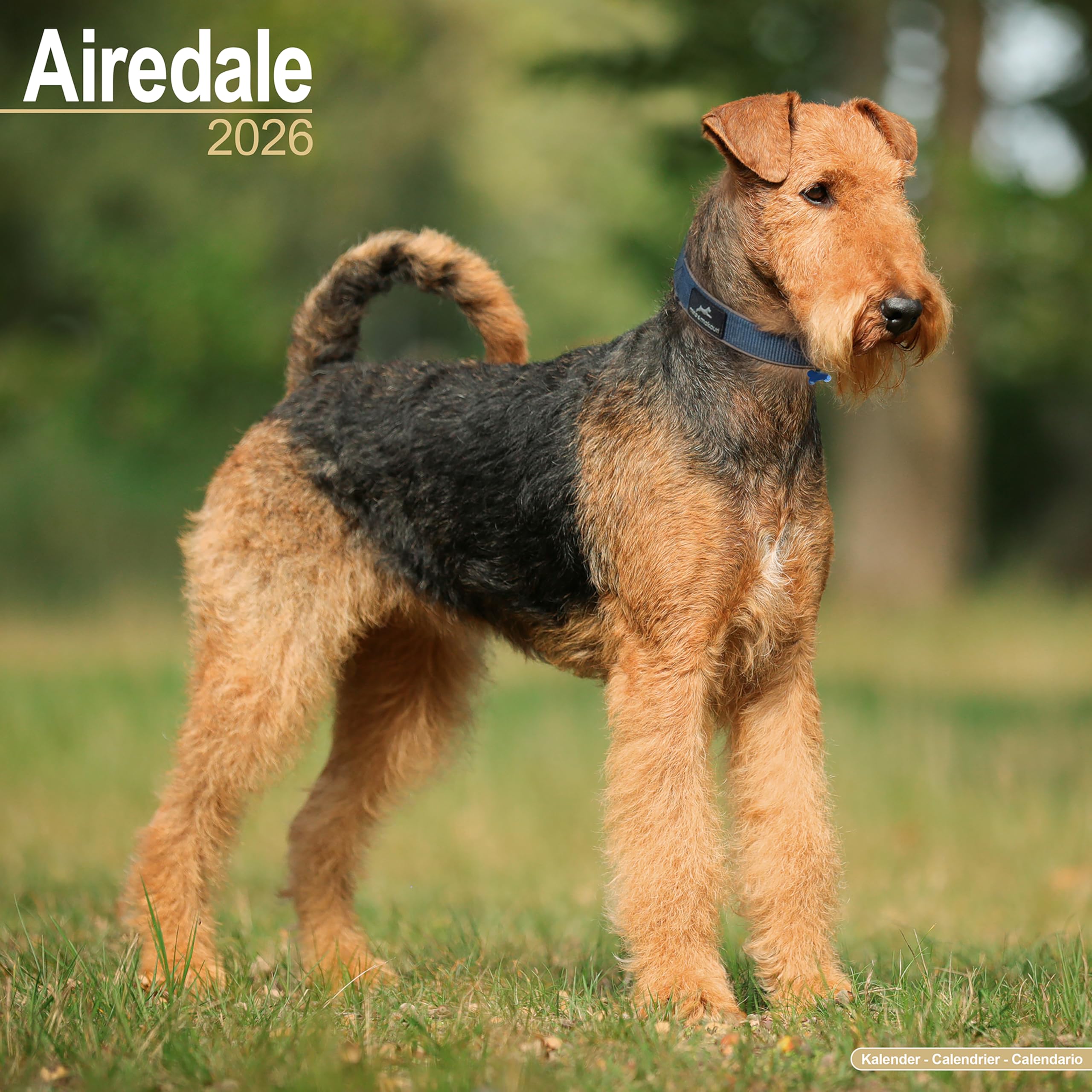 Airdale Calendar 2026 Square Dog Breed Wall Calendar - 16 Month Books
