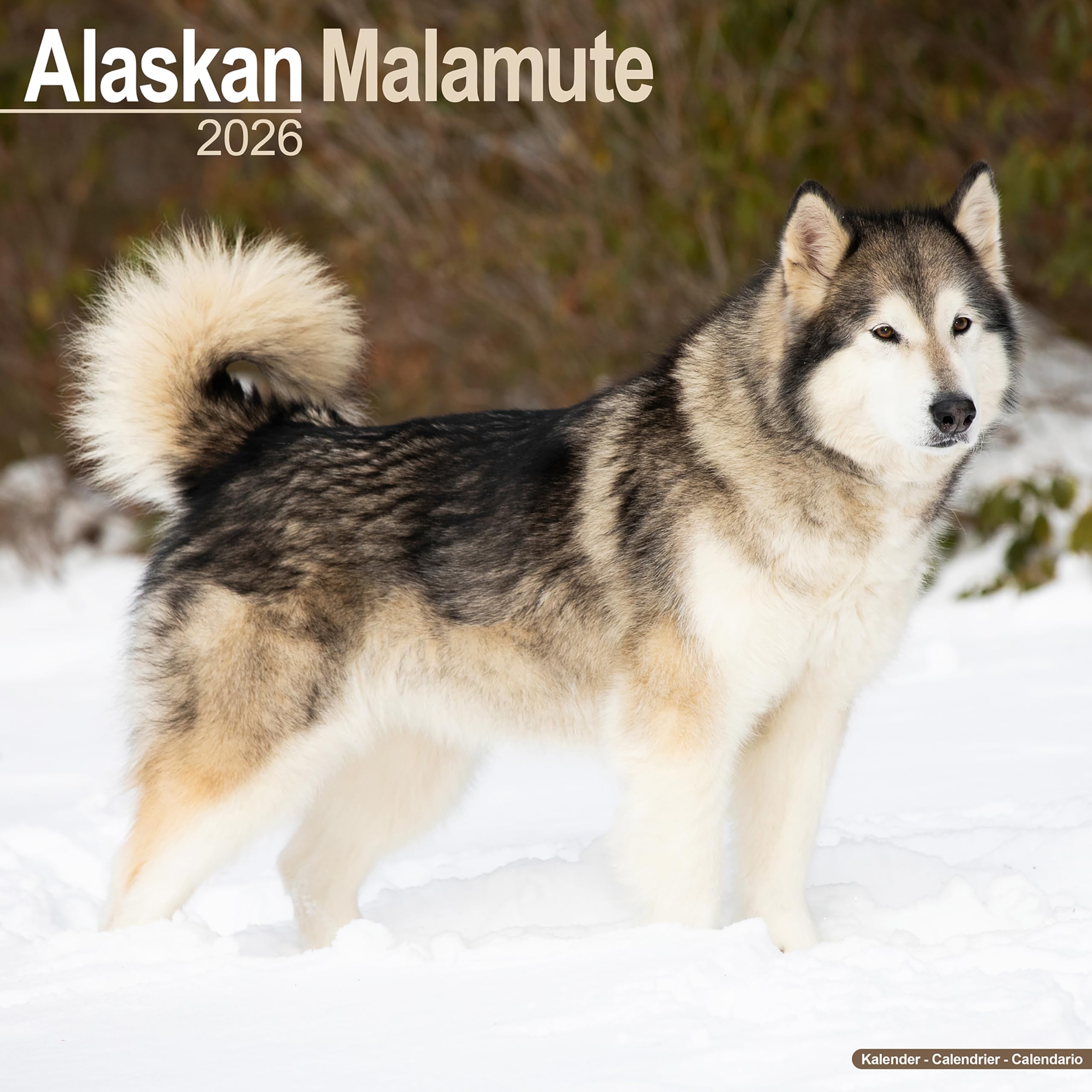 Alaskan Malamute Calendar 2026 Square Dog Breed Wall Calendar - 16 Month Books