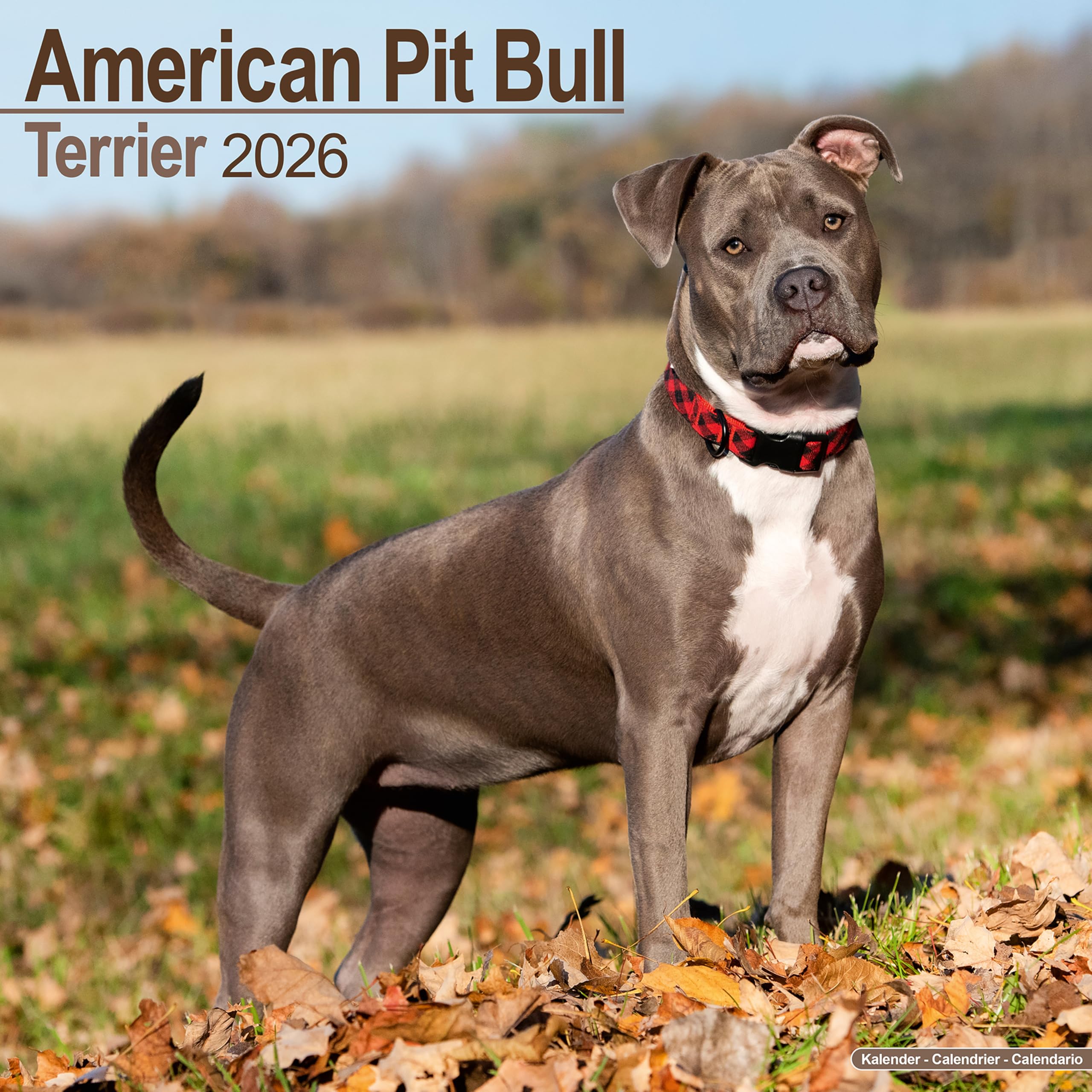 American Pit Bull Terrier Calendar 2026 Square Dog Breed Wall Calendar - 16 Month Books