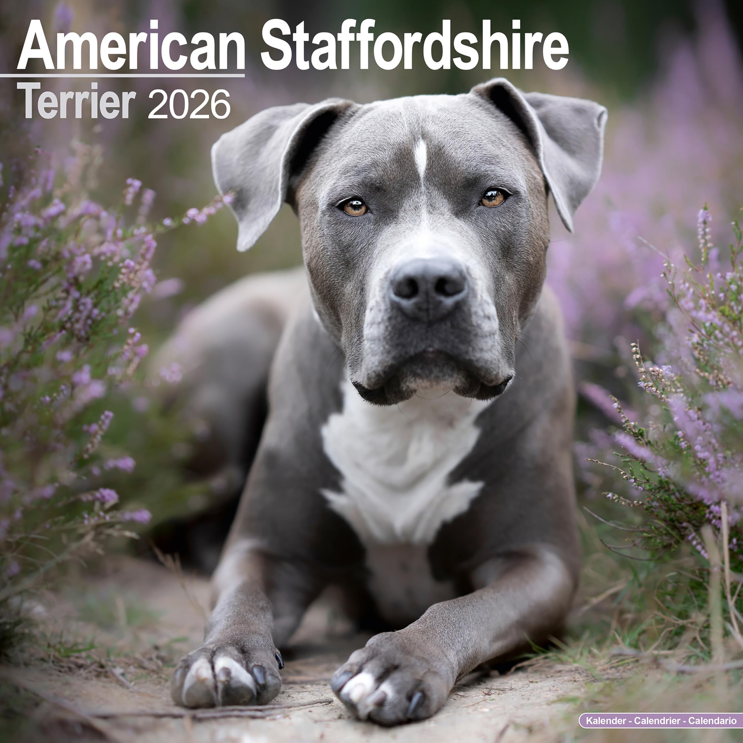 American Staffordshire Terrier Calendar 2026 Square Dog Breed Wall Calendar - 16 Month Books