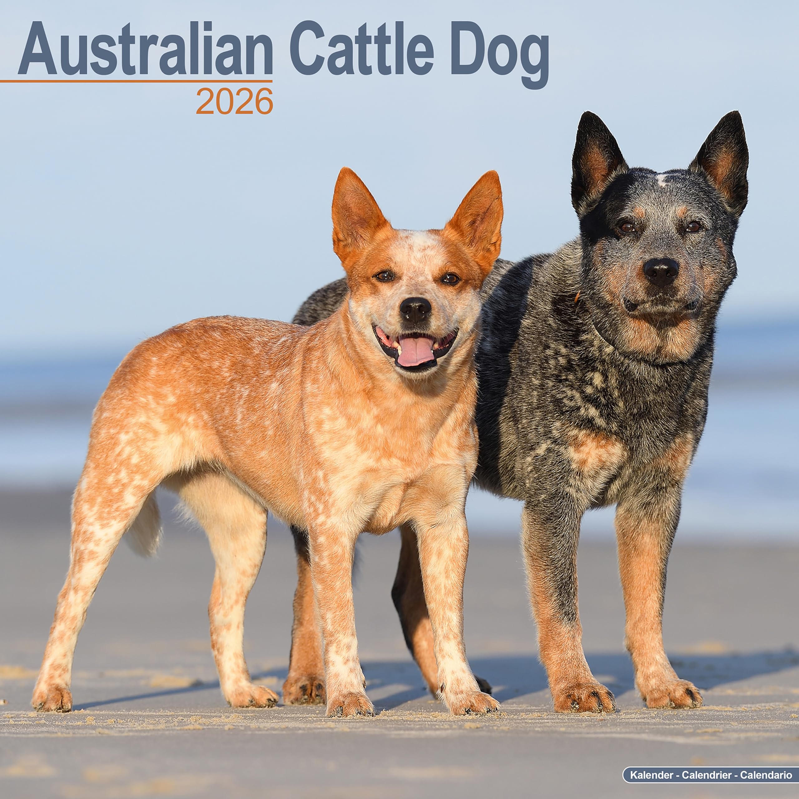 Australian Cattle Dog Calendar 2026 Square Dog Breed Wall Calendar - 16 Month Books