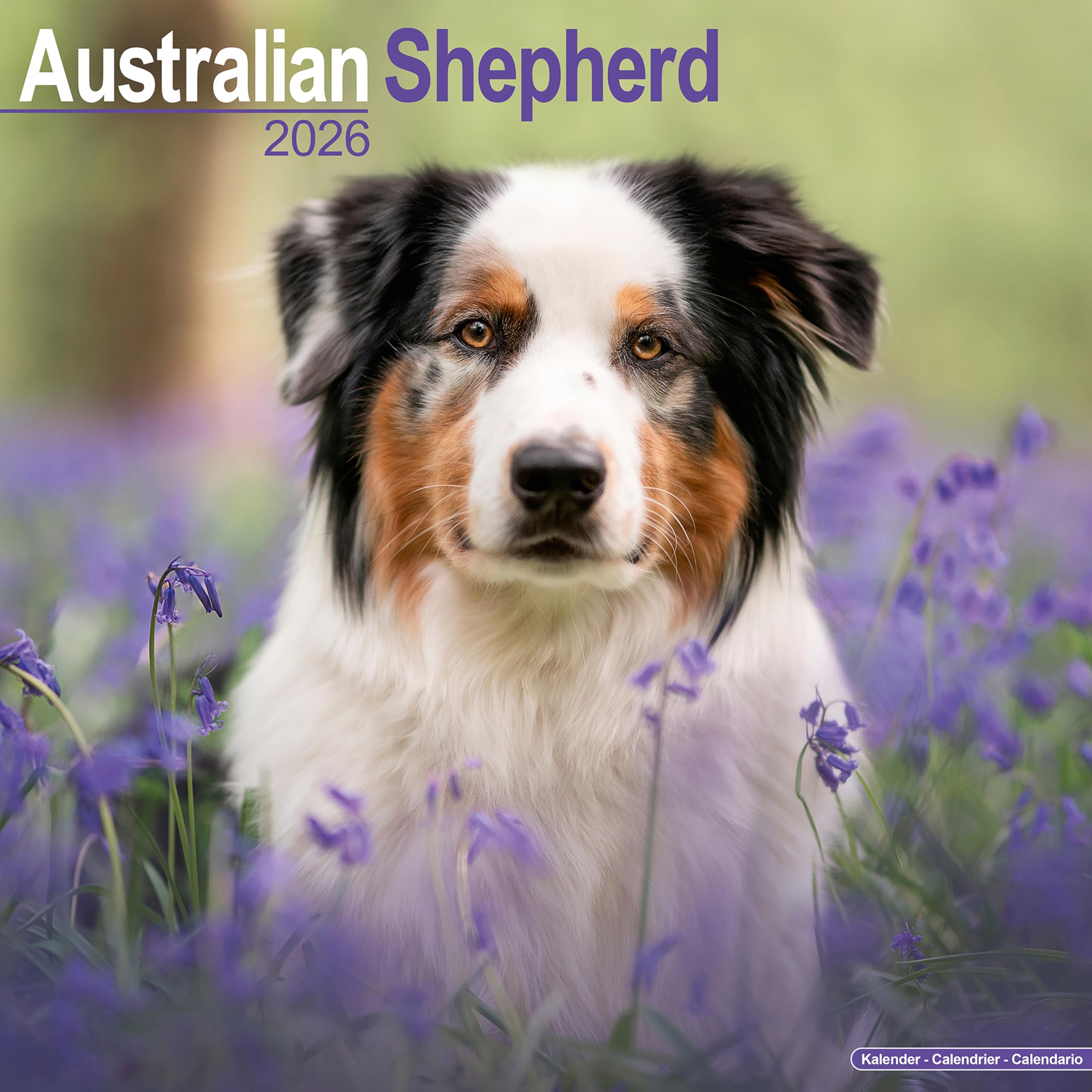 Australian Shepherd Calendar 2026 Square Dog Breed Wall Calendar - 16 Month Books