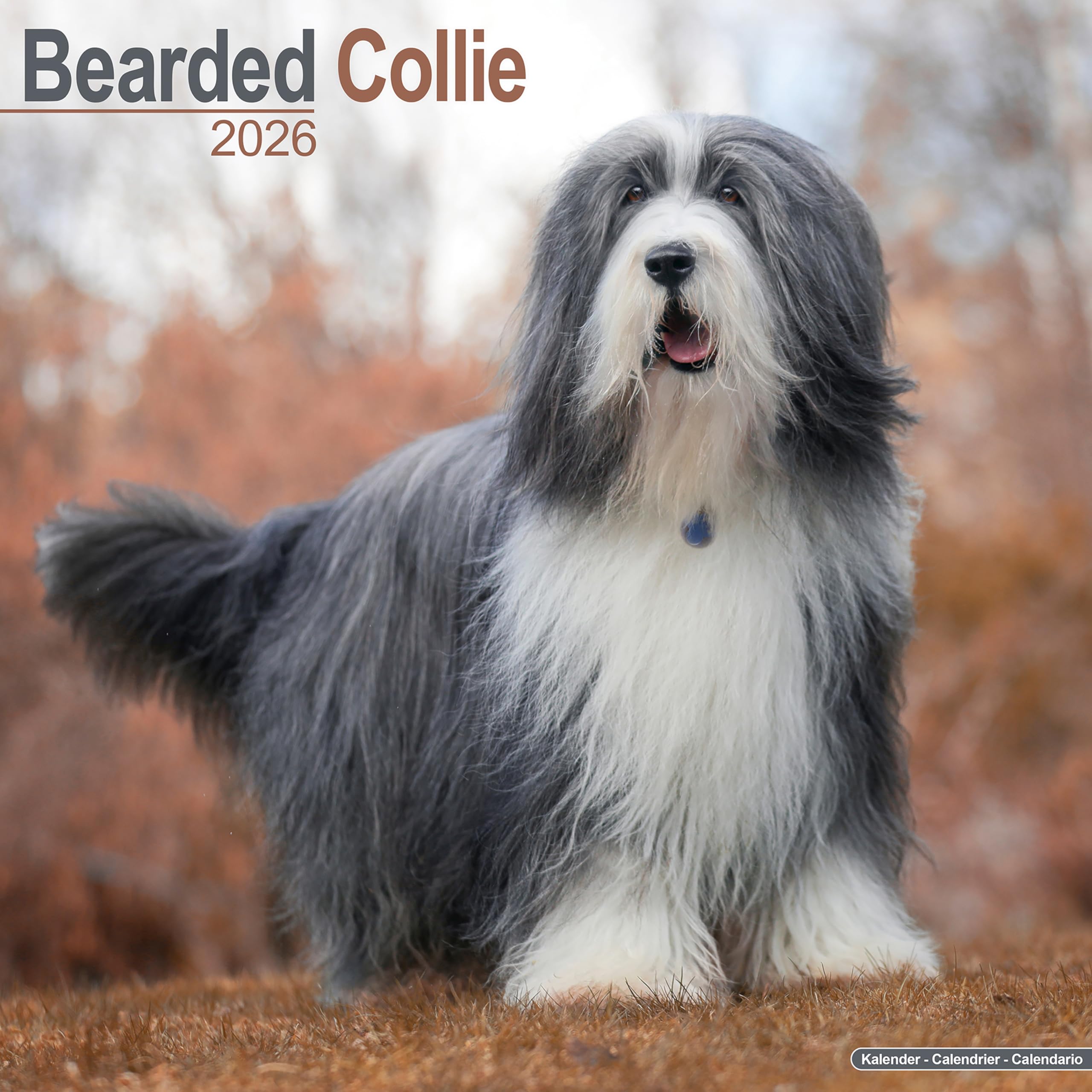 Bearded Collie Calendar 2026 Square Dog Breed Wall Calendar - 16 Month Books
