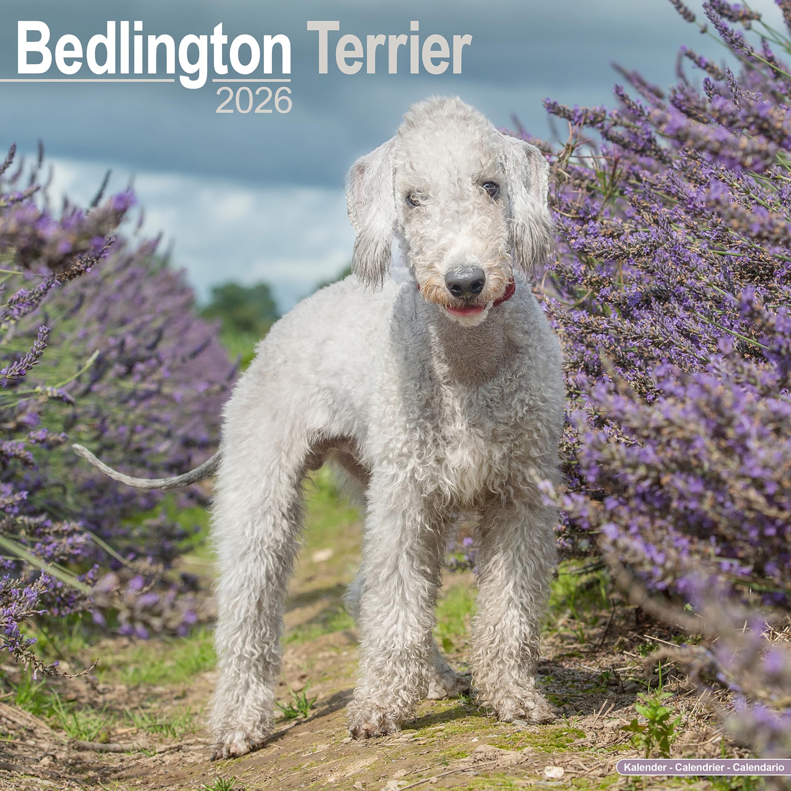 Bedlington Terrier Calendar 2026 Square Dog Breed Wall Calendar - 16 Month Books