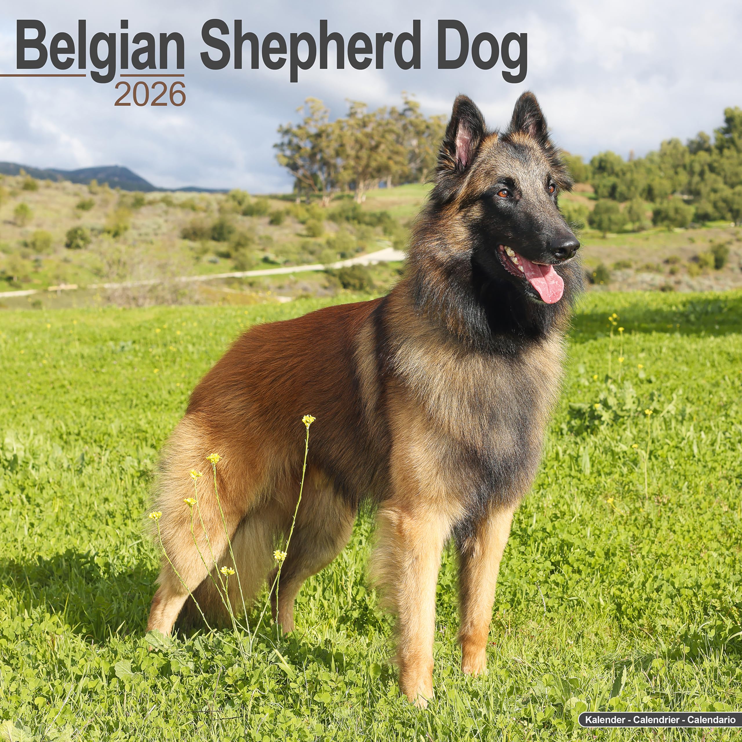 Belgian Shepherd Dog Calendar 2026 Square Dog Breed Wall Calendar - 16 Month Books