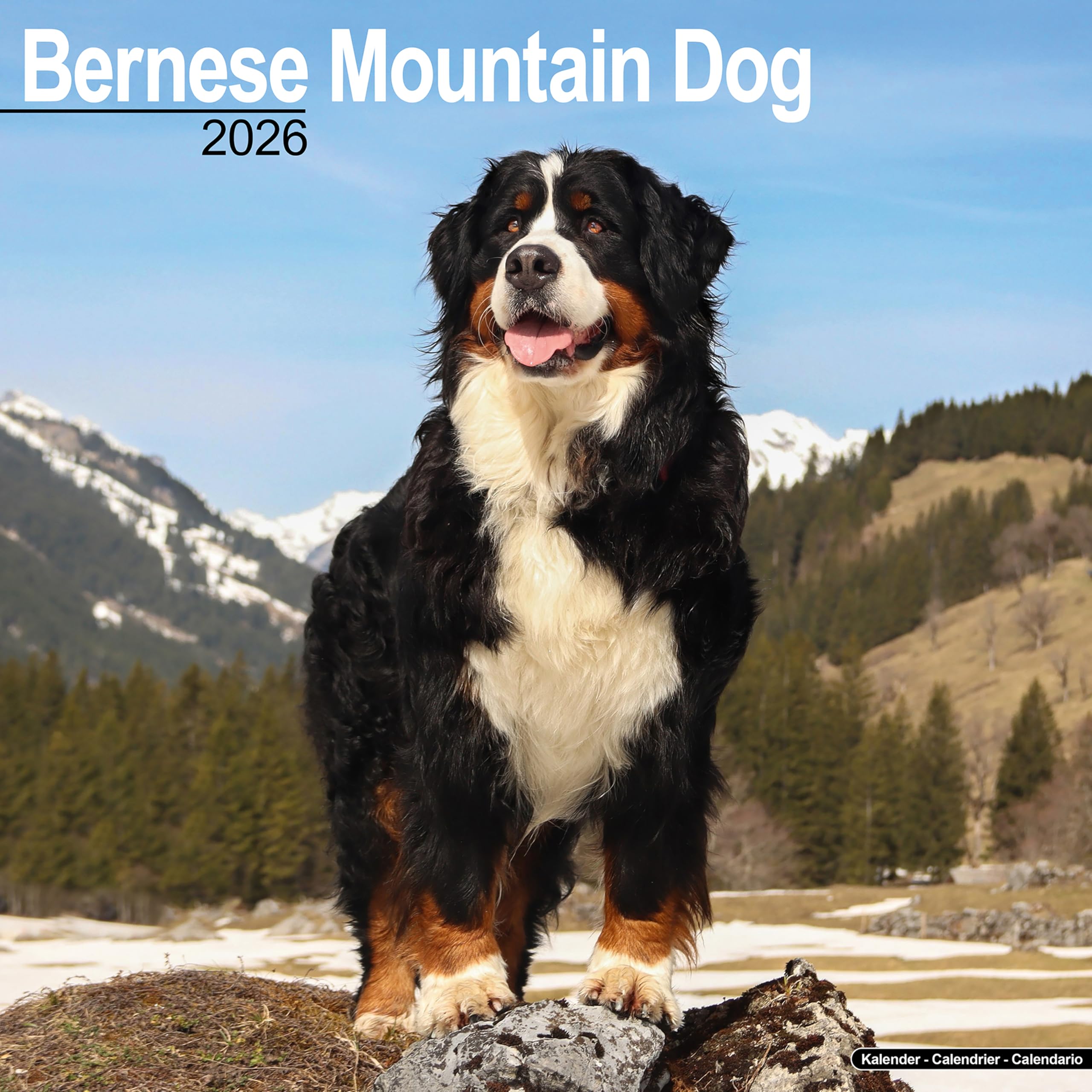 Bernese Mountain Dog Calendar 2026 Square Dog Breed Wall Calendar - 16 Month Books