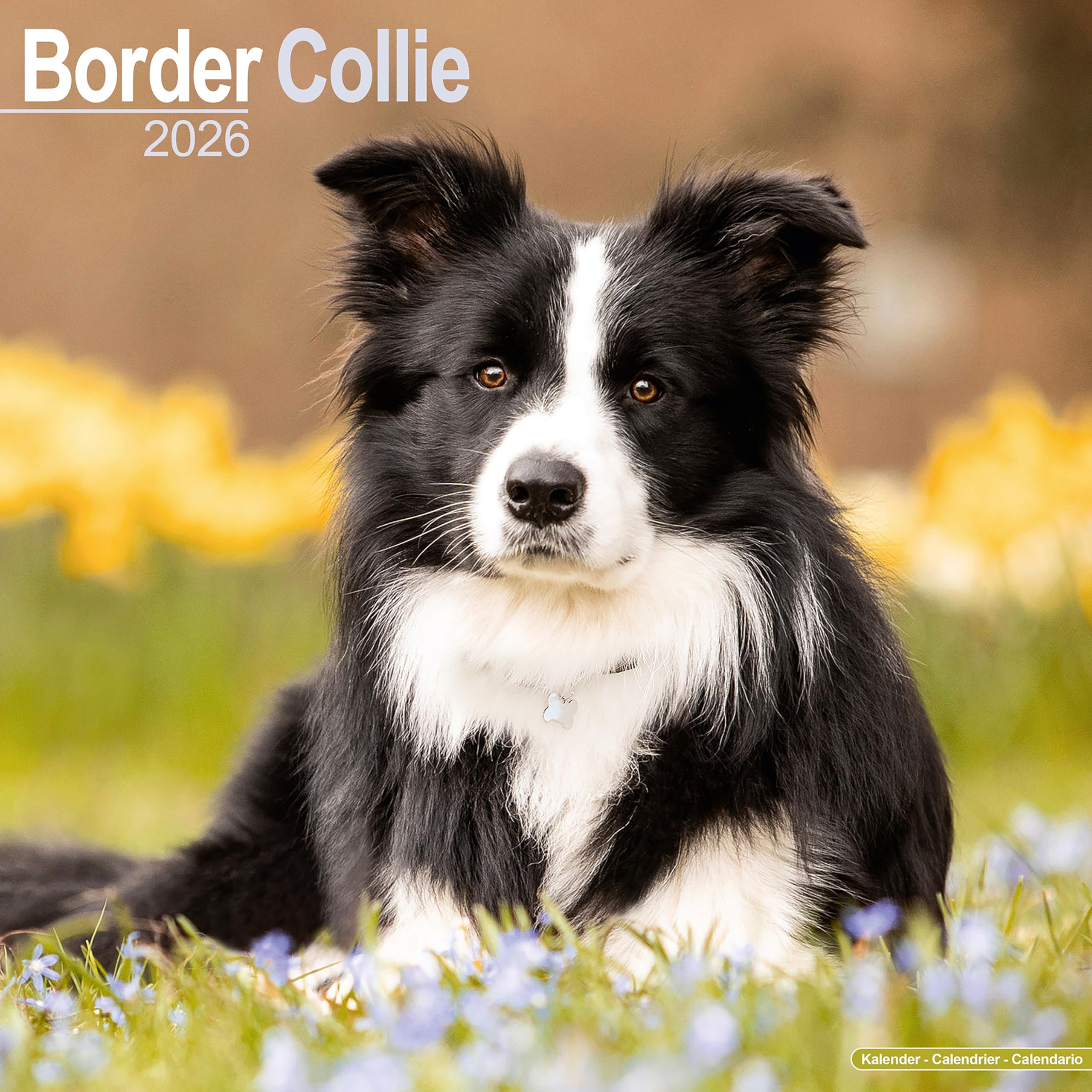 Border Collie Calendar 2026 Square Dog Breed Wall Calendar - 16 Month Books