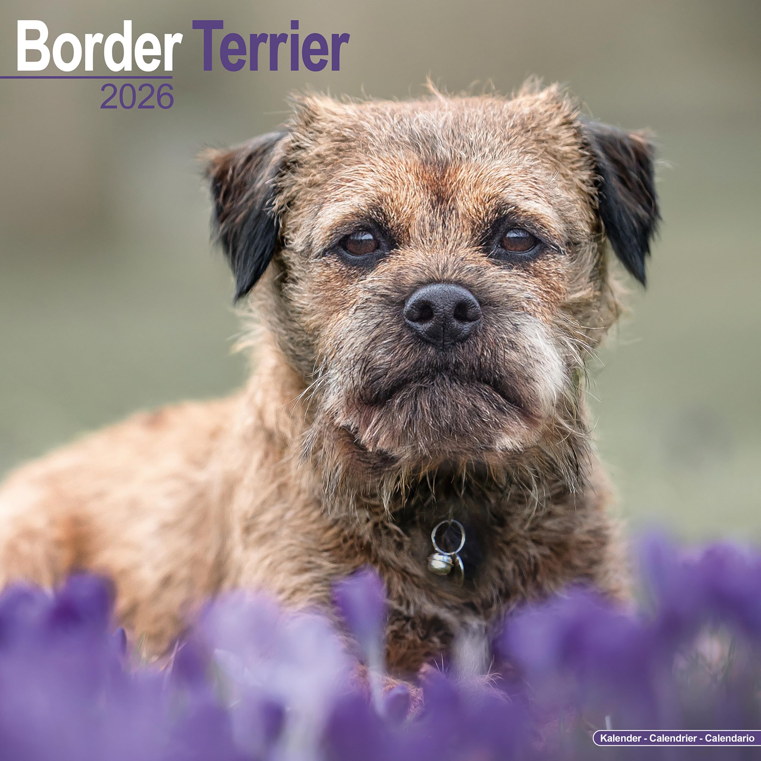 Border Terrier Calendar 2026 Square Dog Breed Wall Calendar - 16 Month Books