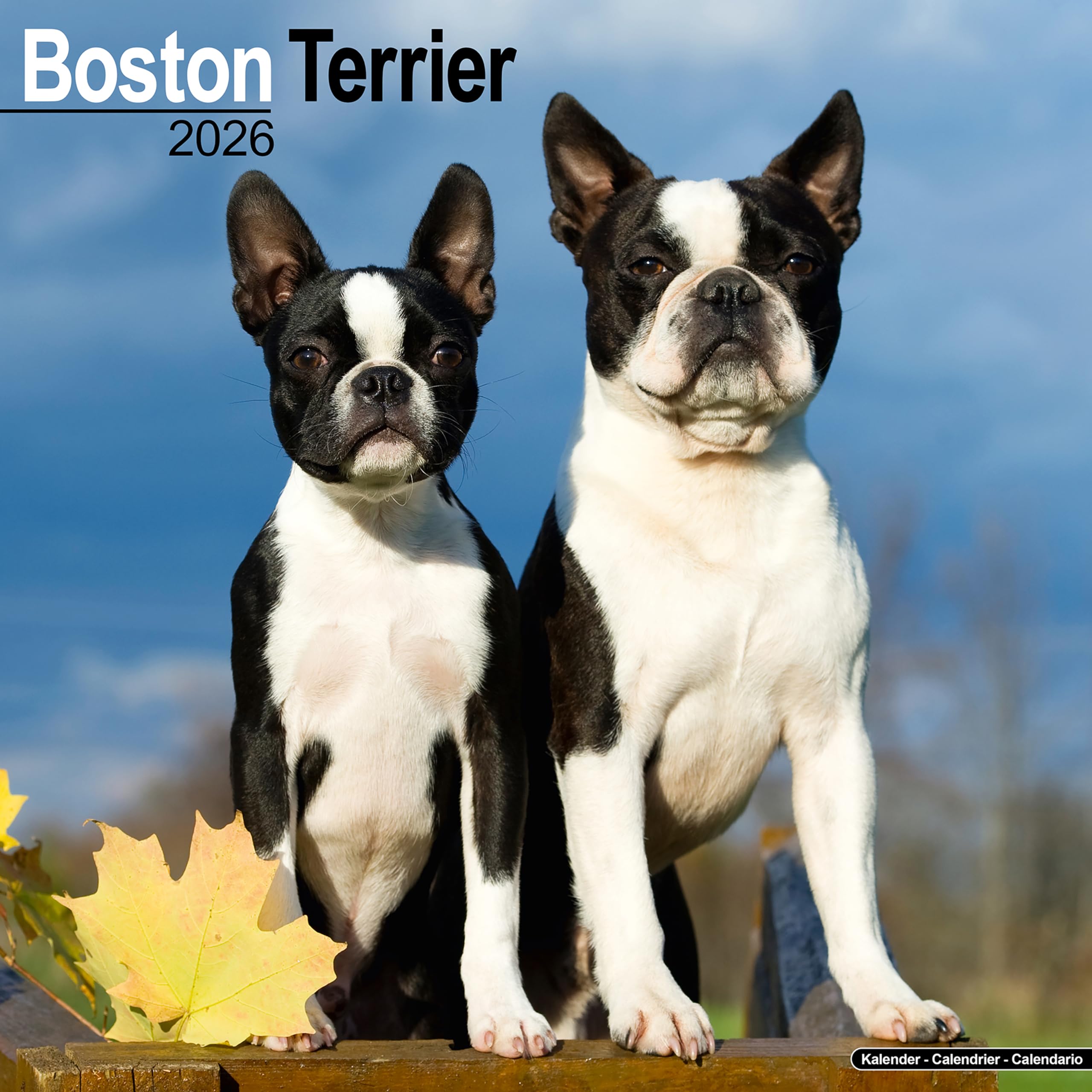 Boston Terrier Calendar 2026 Square Dog Breed Wall Calendar - 16 Month Books
