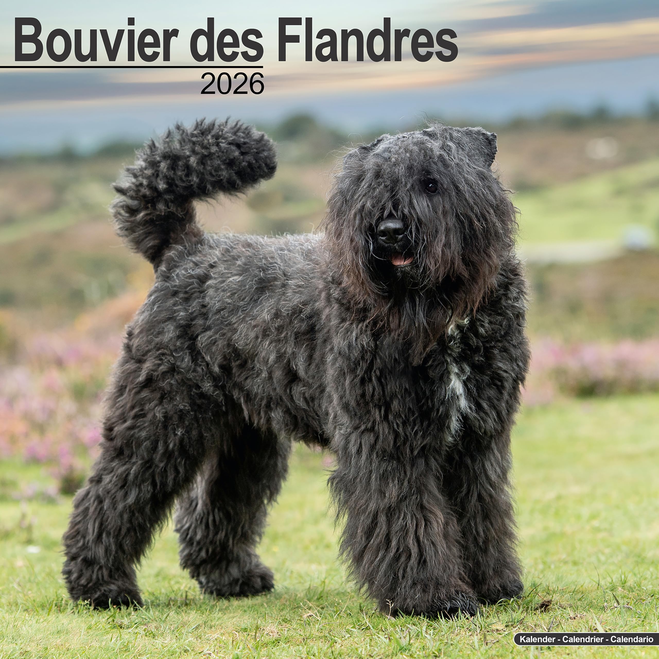 Bouvier Des Flandres (Euro) Calendar 2026 Square Dog Breed Wall Calendar - 16 Month Books