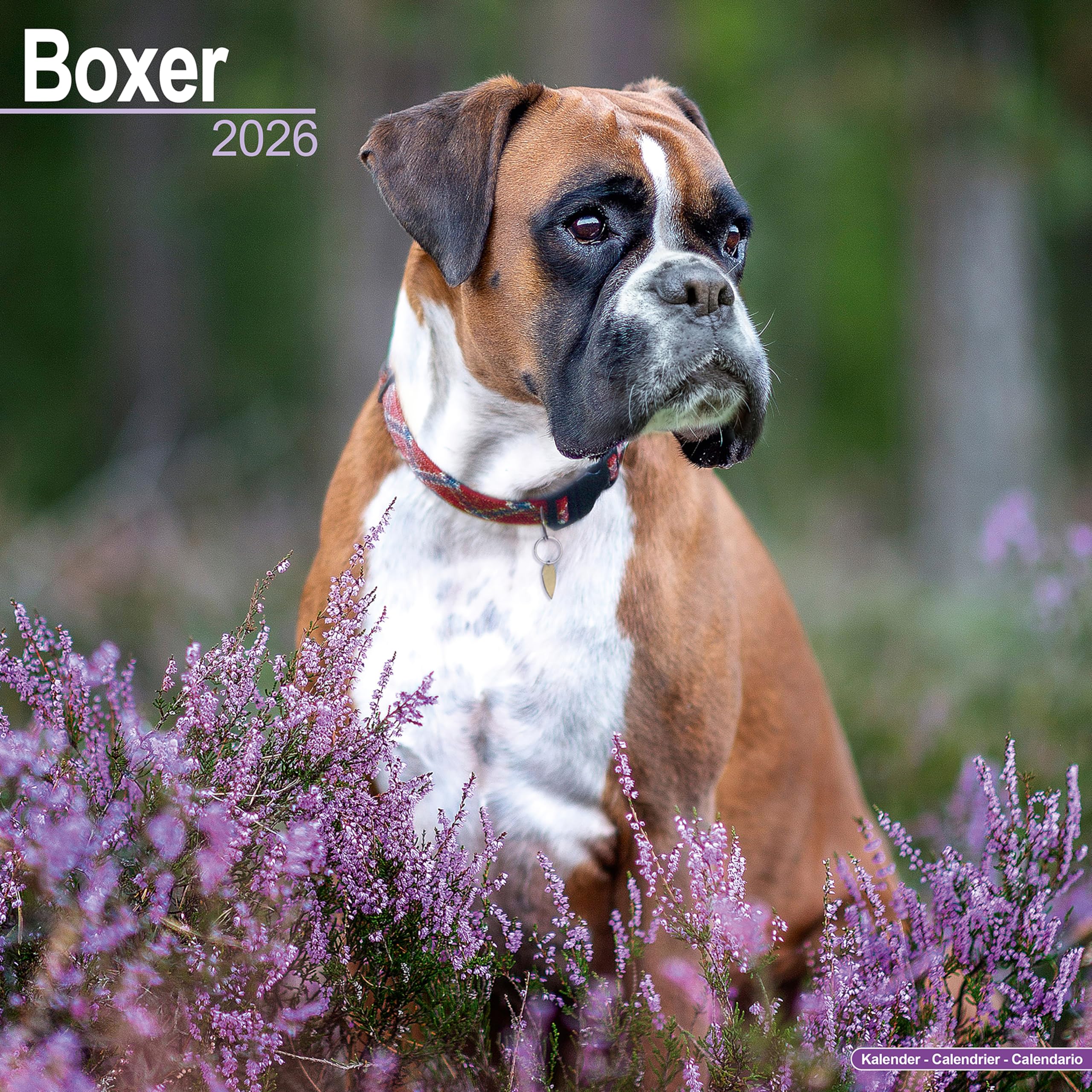 Boxer (Euro) Calendar 2026 Square Dog Breed Wall Calendar - 16 Month Books