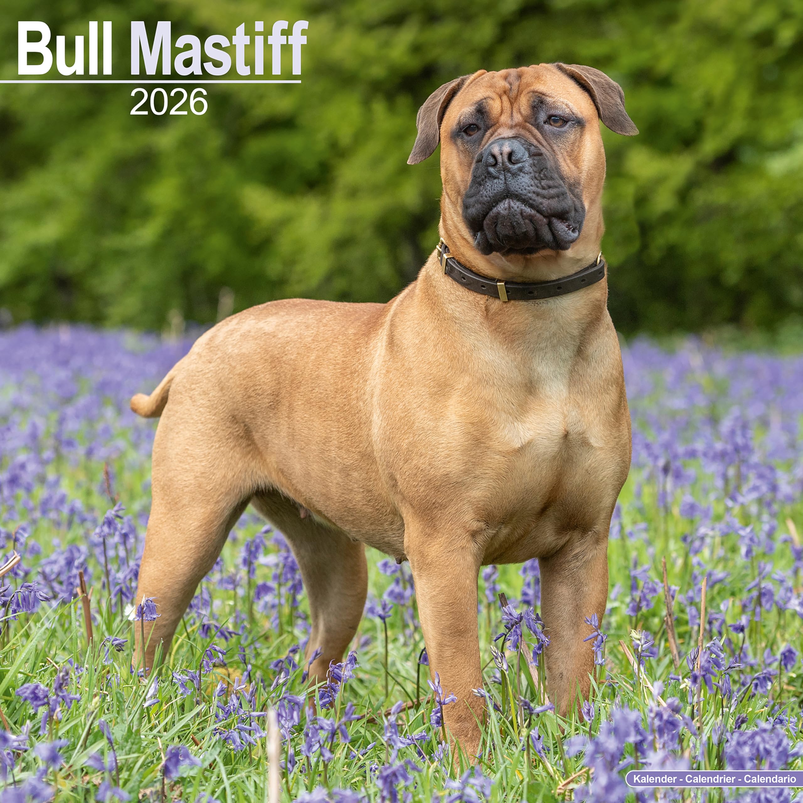 Bull Mastiff Calendar 2026 Square Dog Breed Wall Calendar - 16 Month Books