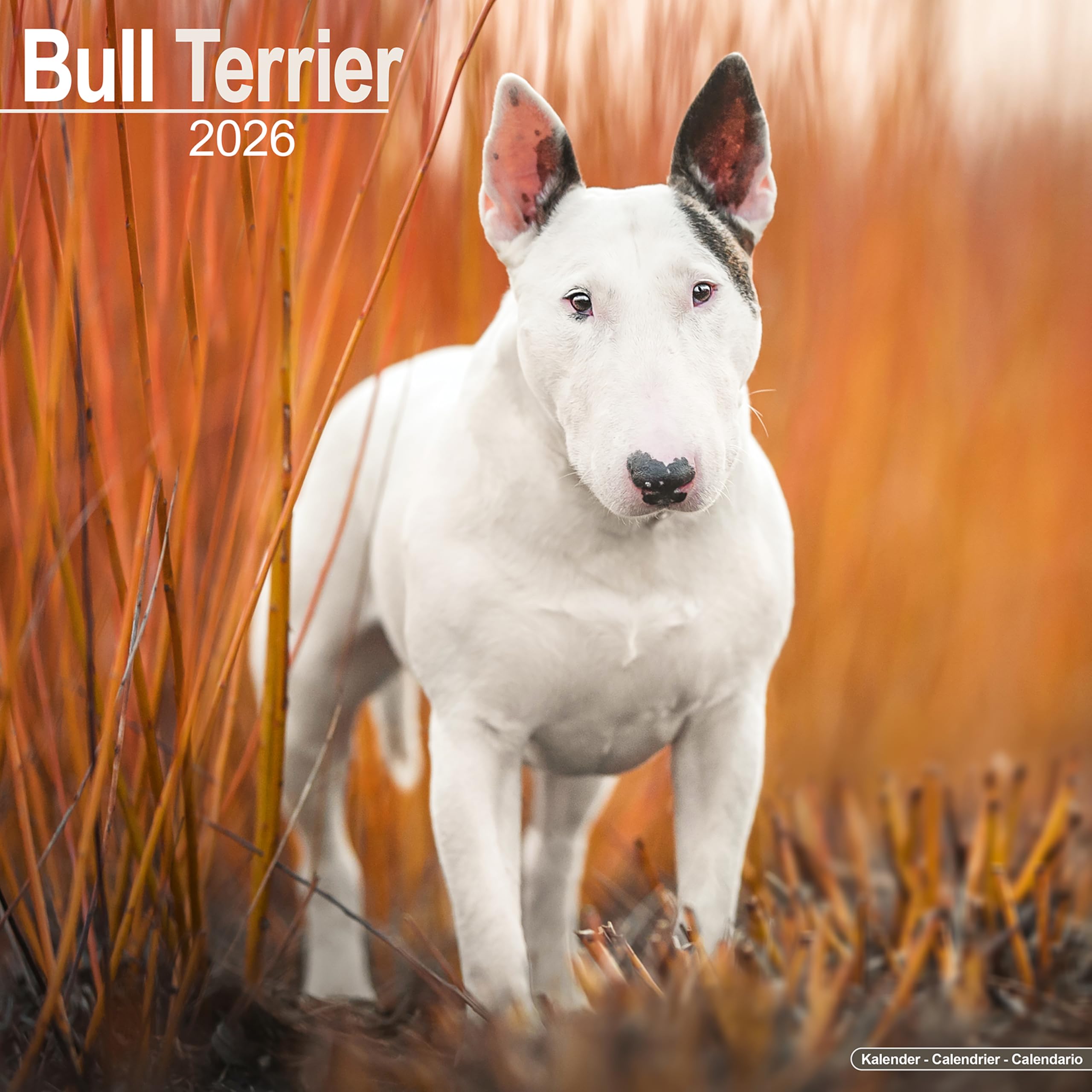 Bull Terrier Calendar 2026 Square Dog Breed Wall Calendar - 16 Month Books