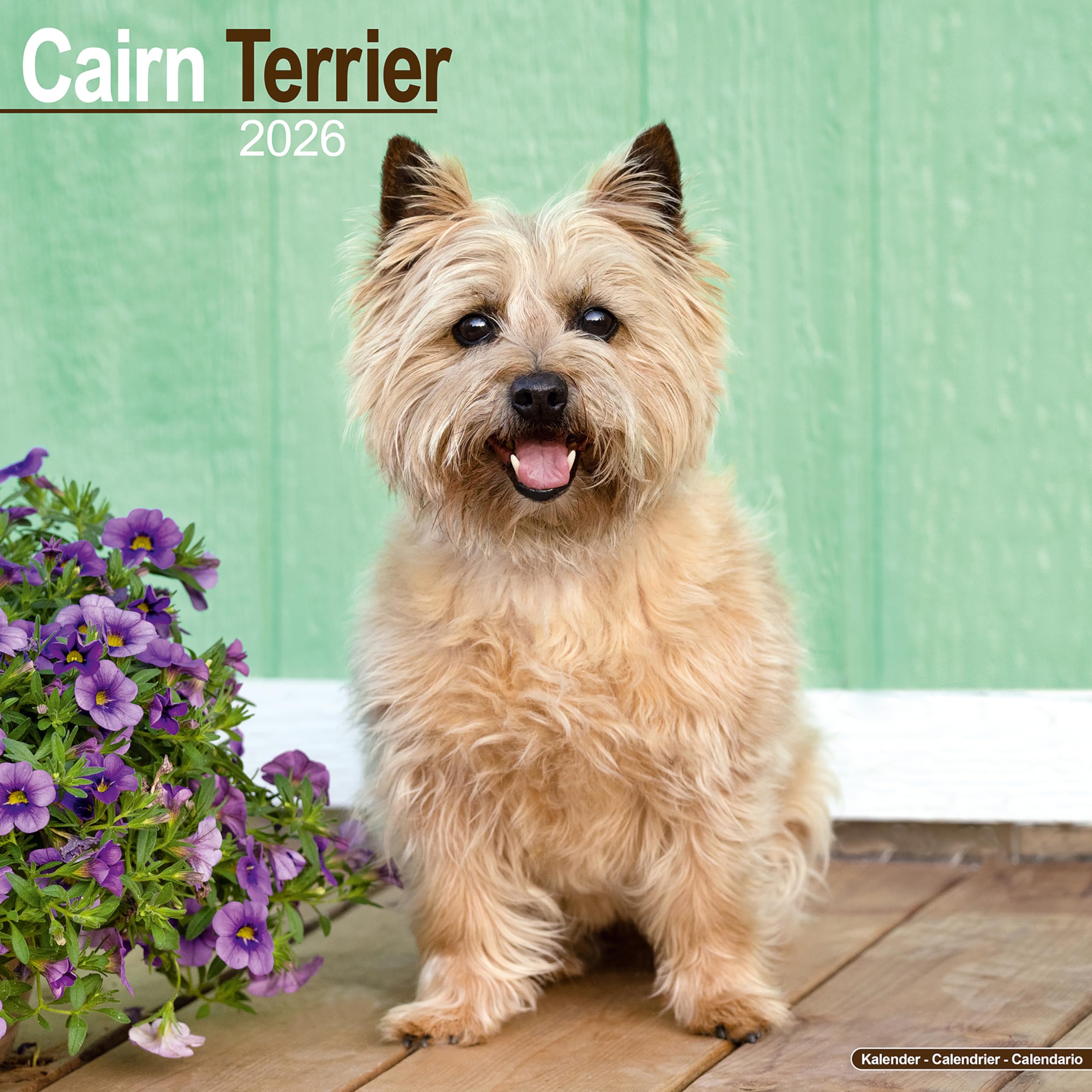 Cairn Terrier Calendar 2026 Square Dog Breed Wall Calendar - 16 Month Books