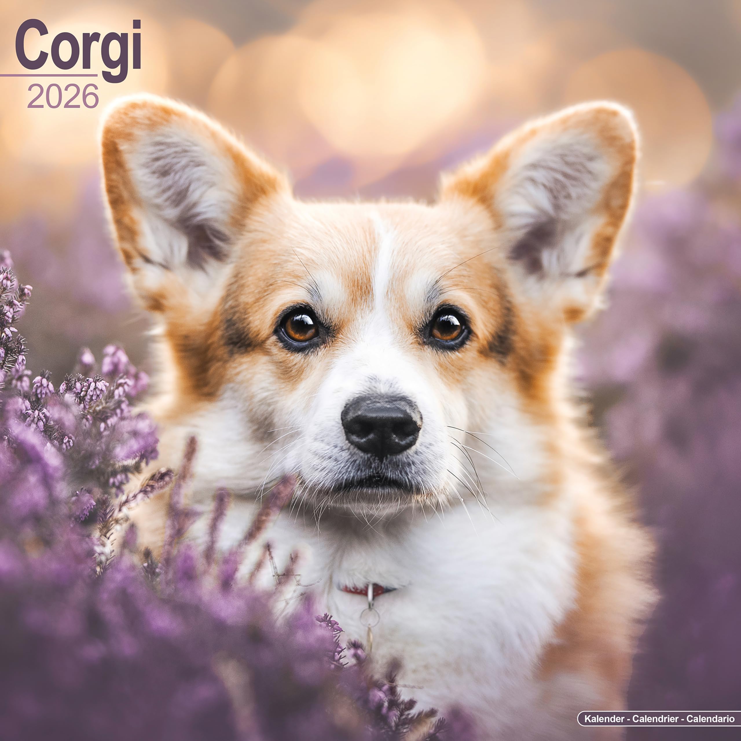 Corgi Calendar 2026 Square Dog Breed Wall Calendar - 16 Month Books
