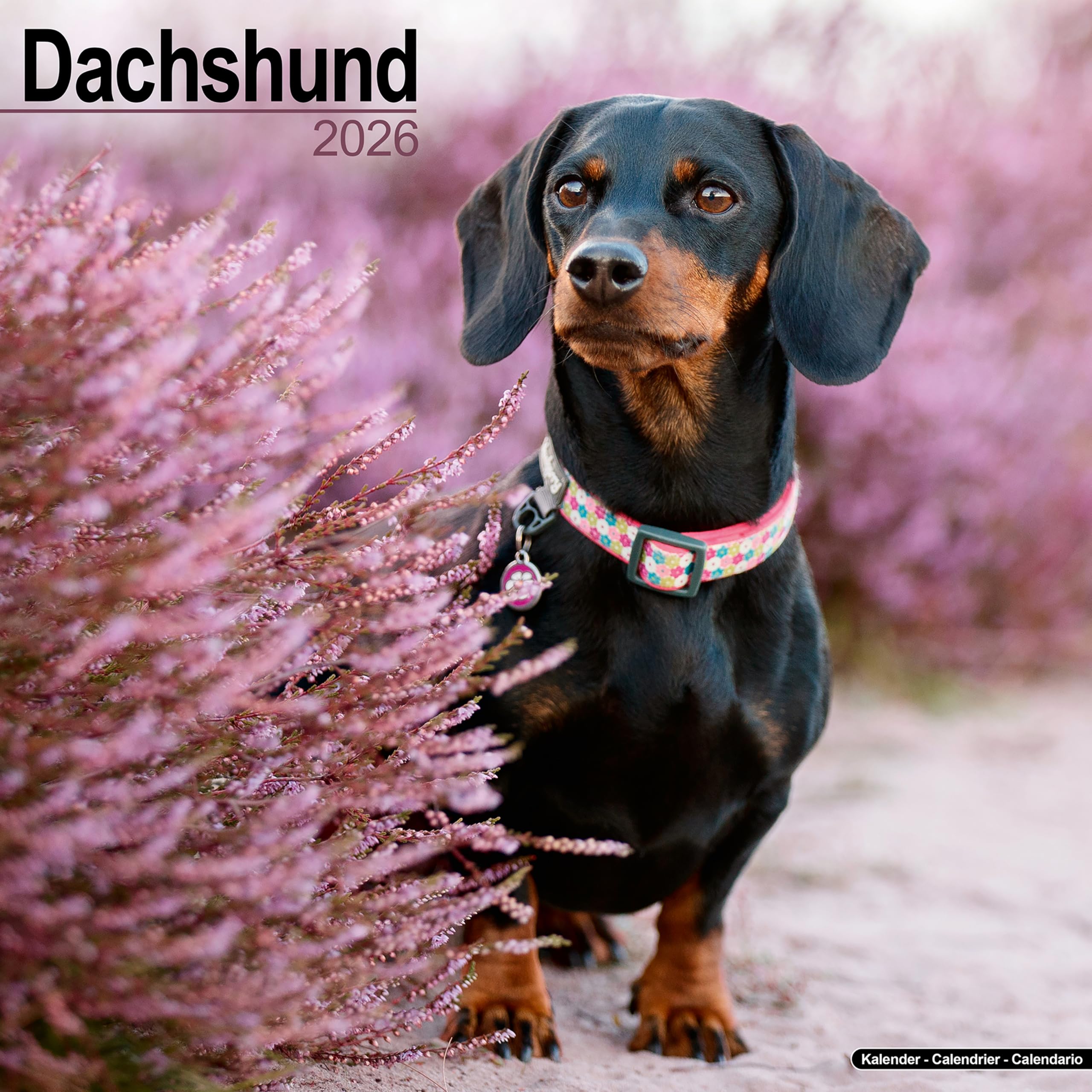 Dachshund Calendar 2026 Square Dog Breed Wall Calendar - 16 Month Books