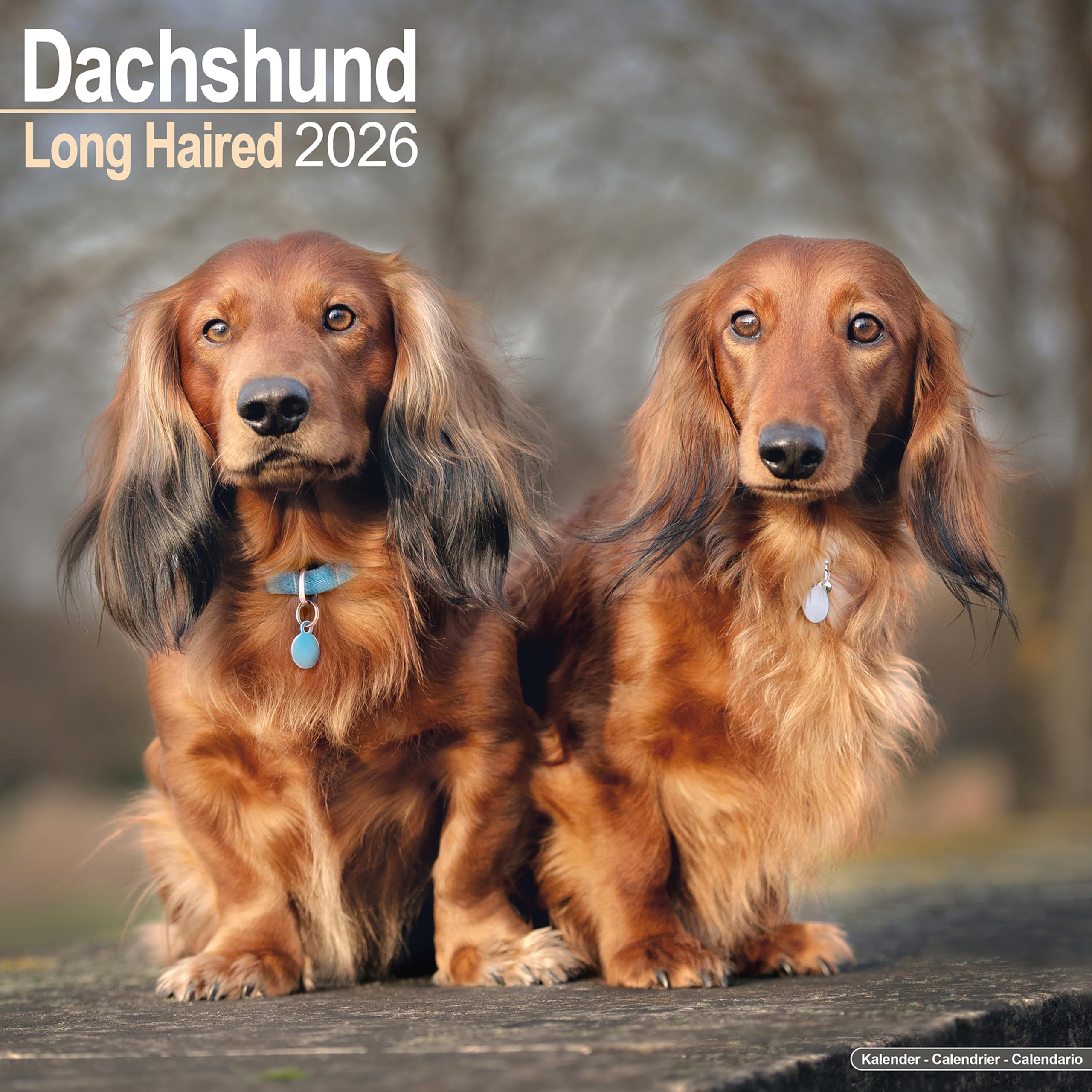 Longhaired Dachshund Calendar 2026 Square Dog Breed Wall Calendar - 16 Month Books