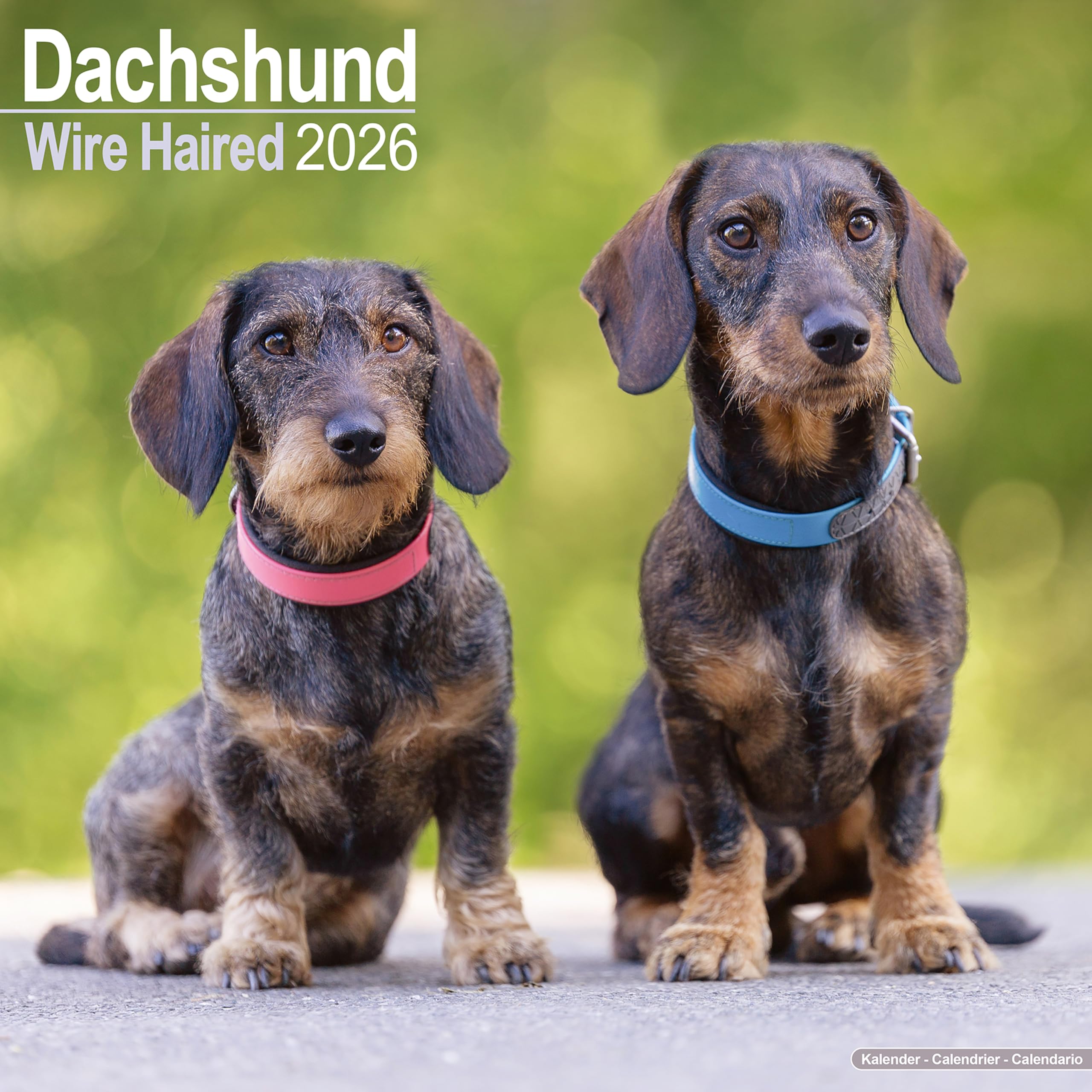 Wirehaired Dachshund Calendar 2026 Square Dog Breed Wall Calendar - 16 Month Books