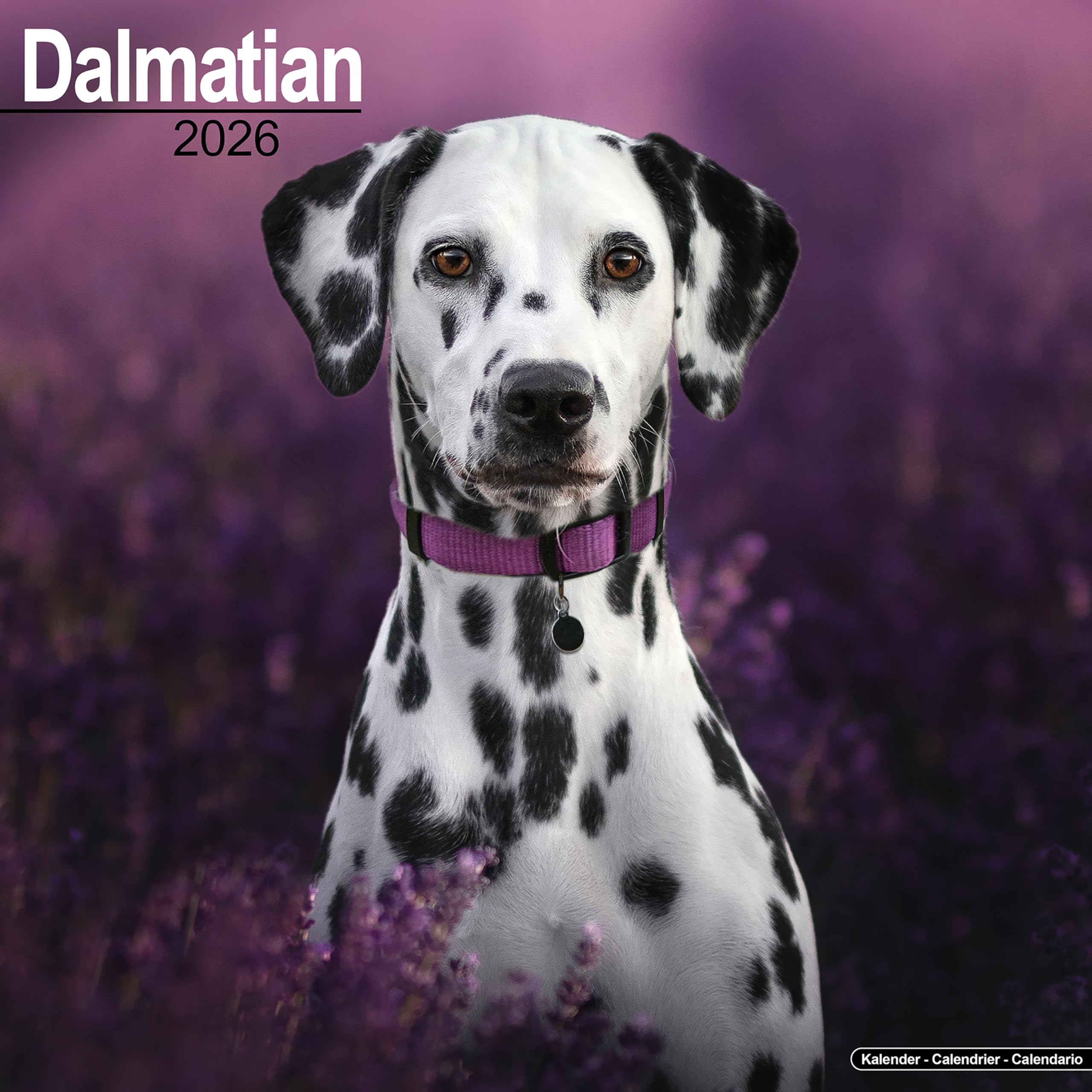 Dalmatian Calendar 2026 Square Dog Breed Wall Calendar - 16 Month Books