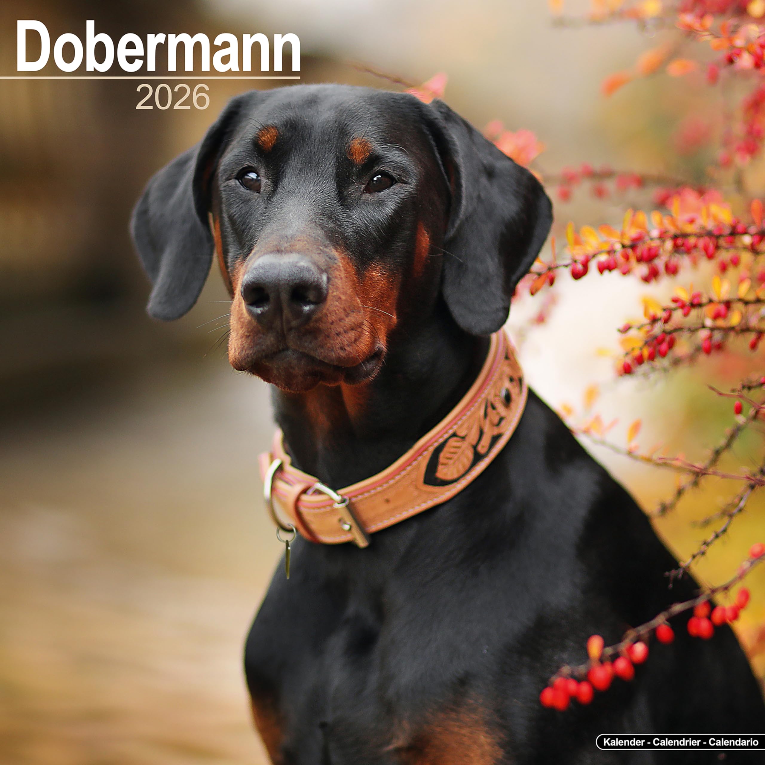 Dobermann (Euro) Calendar 2026 Square Dog Breed Wall Calendar - 16 Month Books
