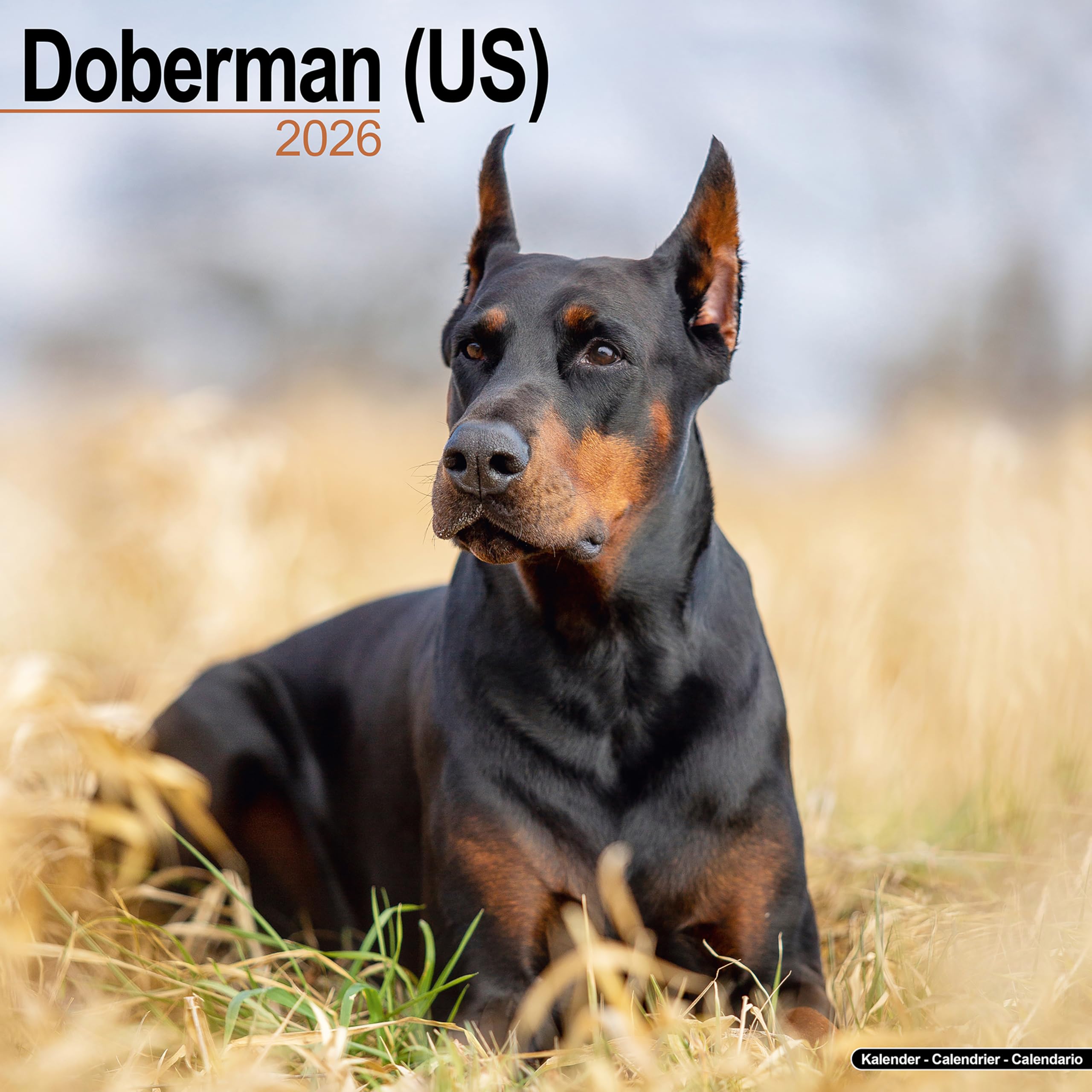 Doberman (Us) Calendar 2026 Square Dog Breed Wall Calendar - 16 Month Books