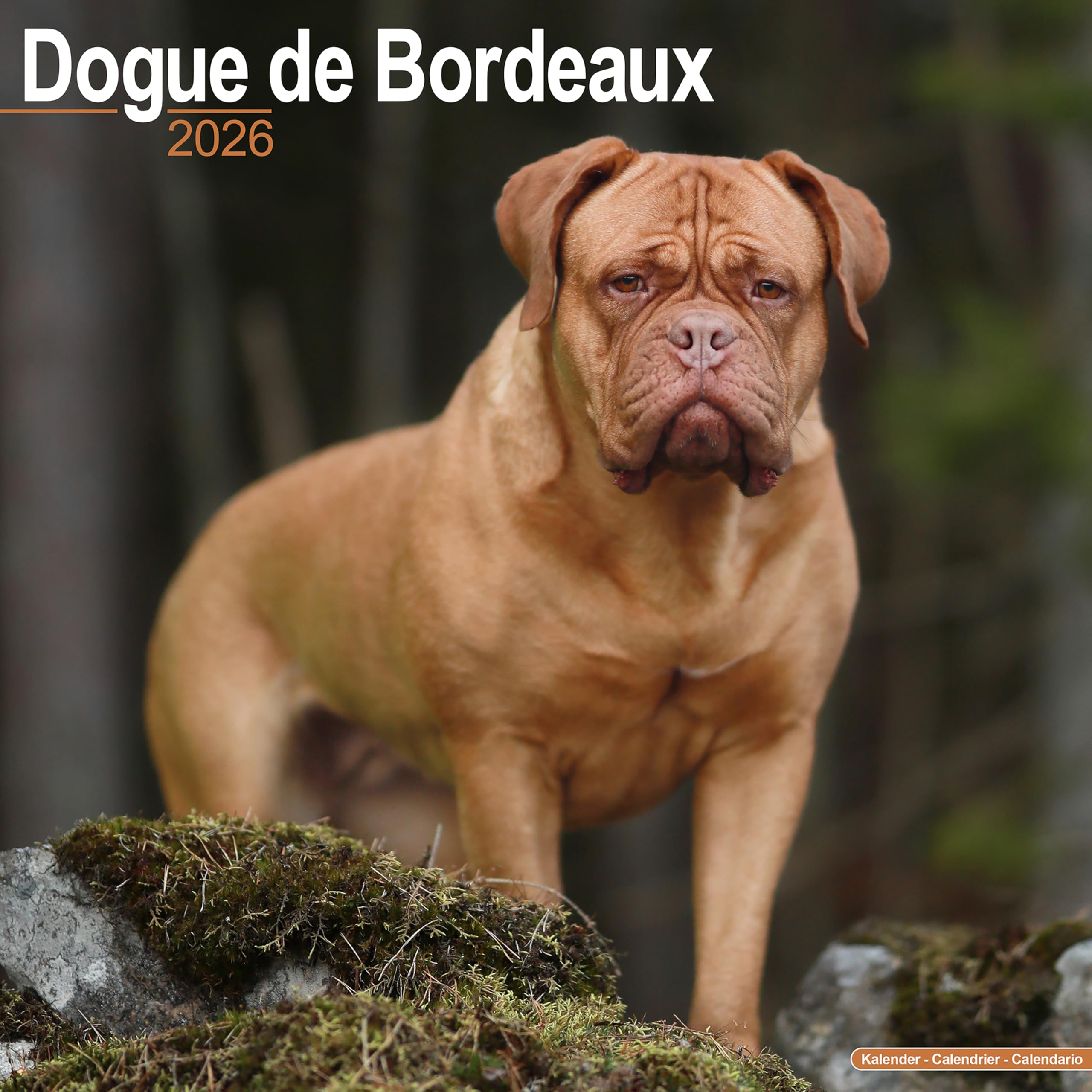 Dogue De Bordeaux Calendar 2026 Square Dog Breed Wall Calendar - 16 Month Books