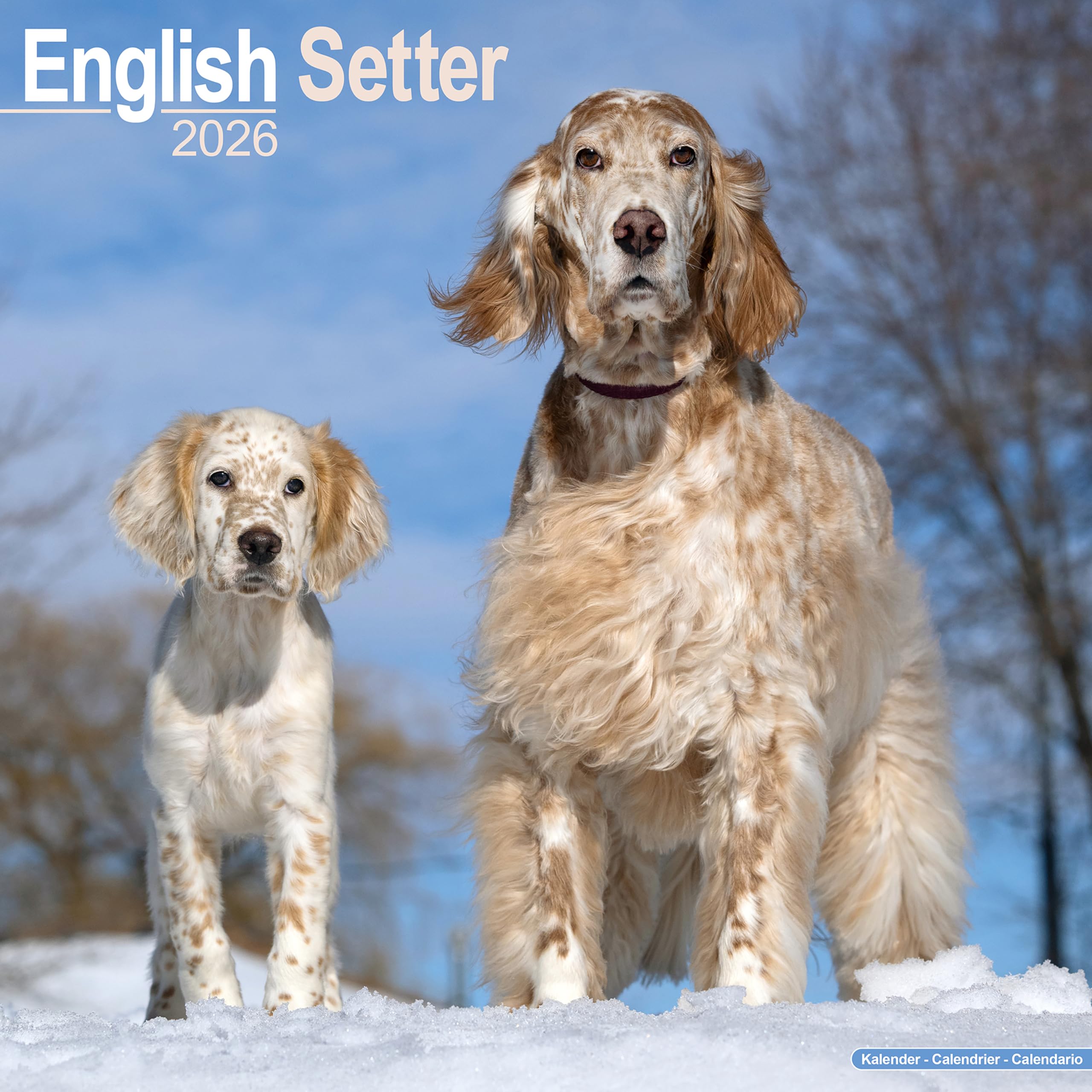 English Setter Calendar 2026 Square Dog Breed Wall Calendar - 16 Month Books