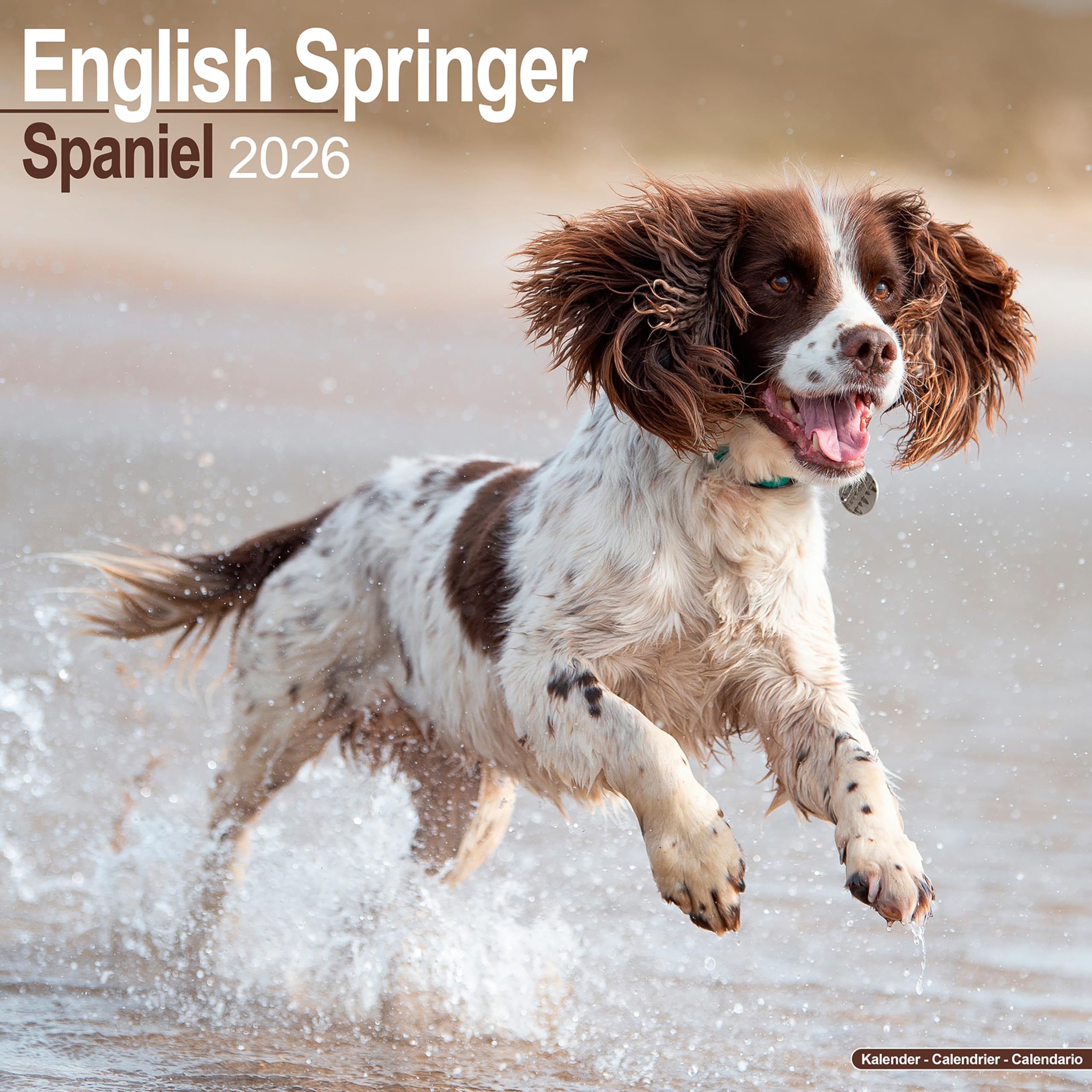 English Springer Spaniel (Euro) Calendar 2026 Square Dog Breed Wall Calendar - 16 Month Books
