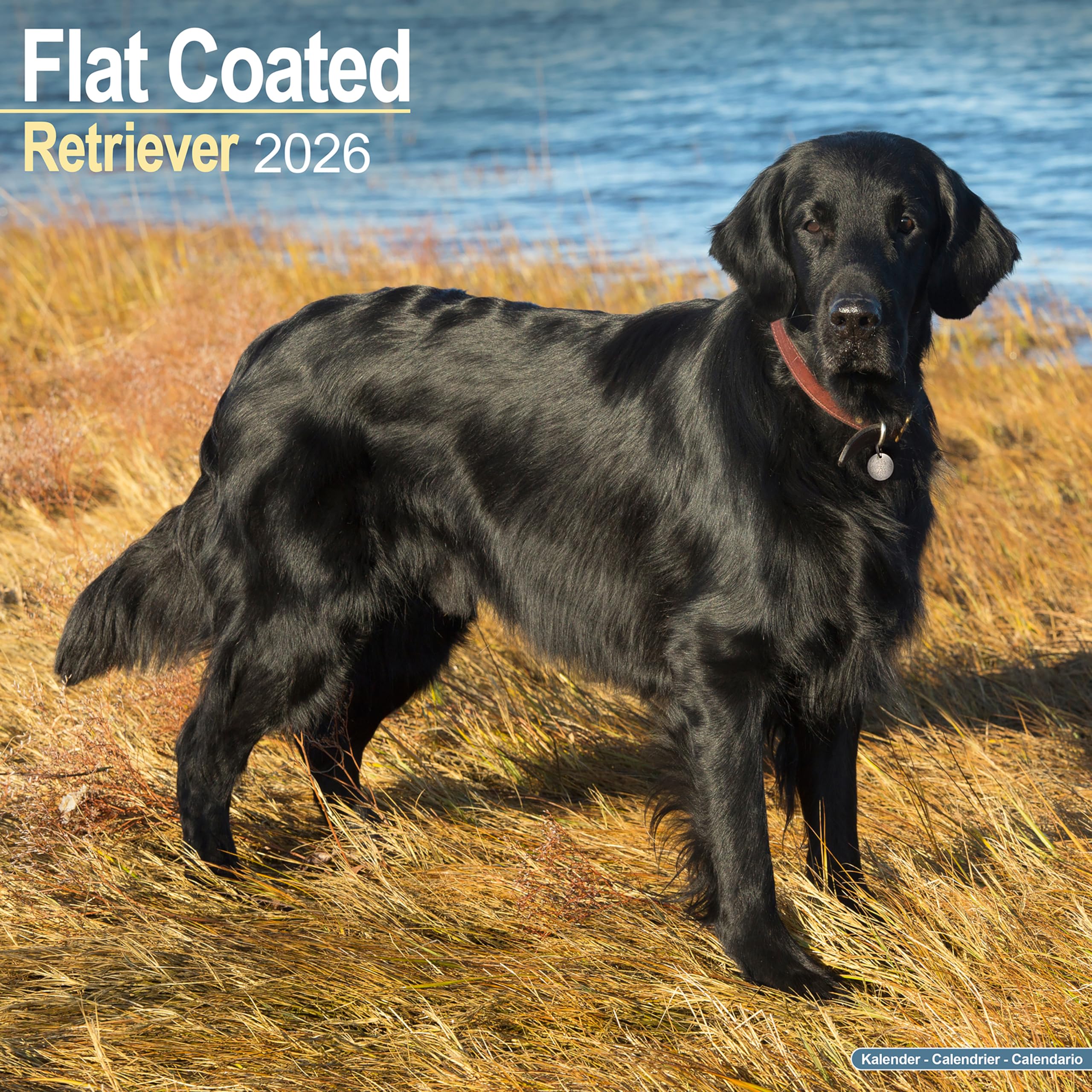 Flatcoated Retriever Calendar 2026 Square Dog Breed Wall Calendar - 16 Month Books
