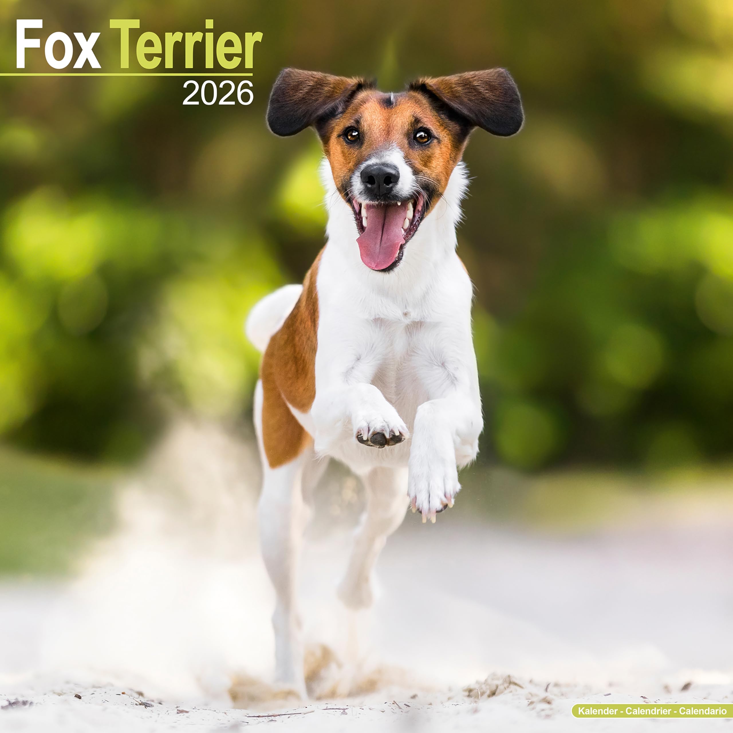 Fox Terrier Calendar 2026 Square Dog Breed Wall Calendar - 16 Month Books