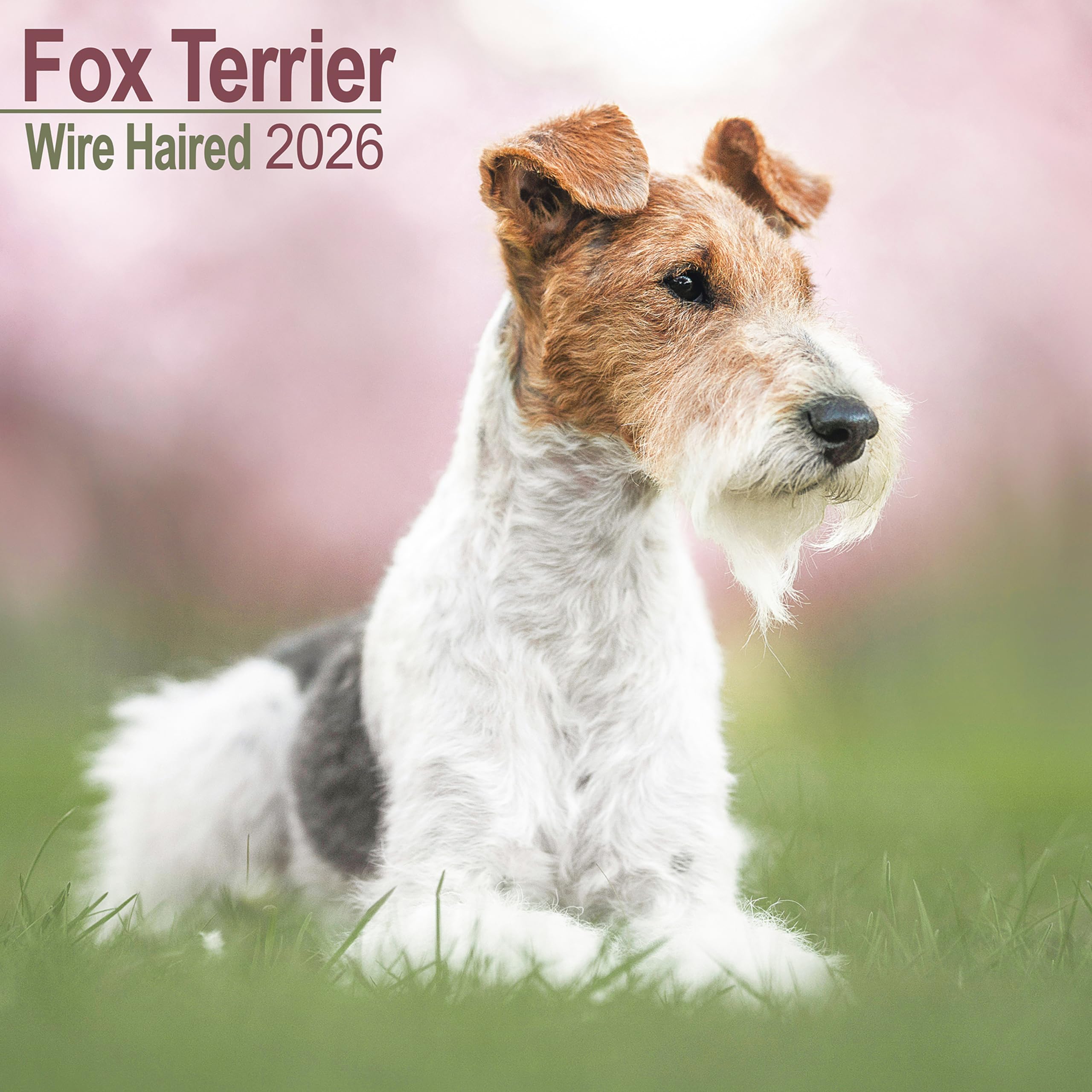 Fox Terrier Wirehaired Calendar 2026 Square Dog Breed Wall Calendar - 16 Month Books