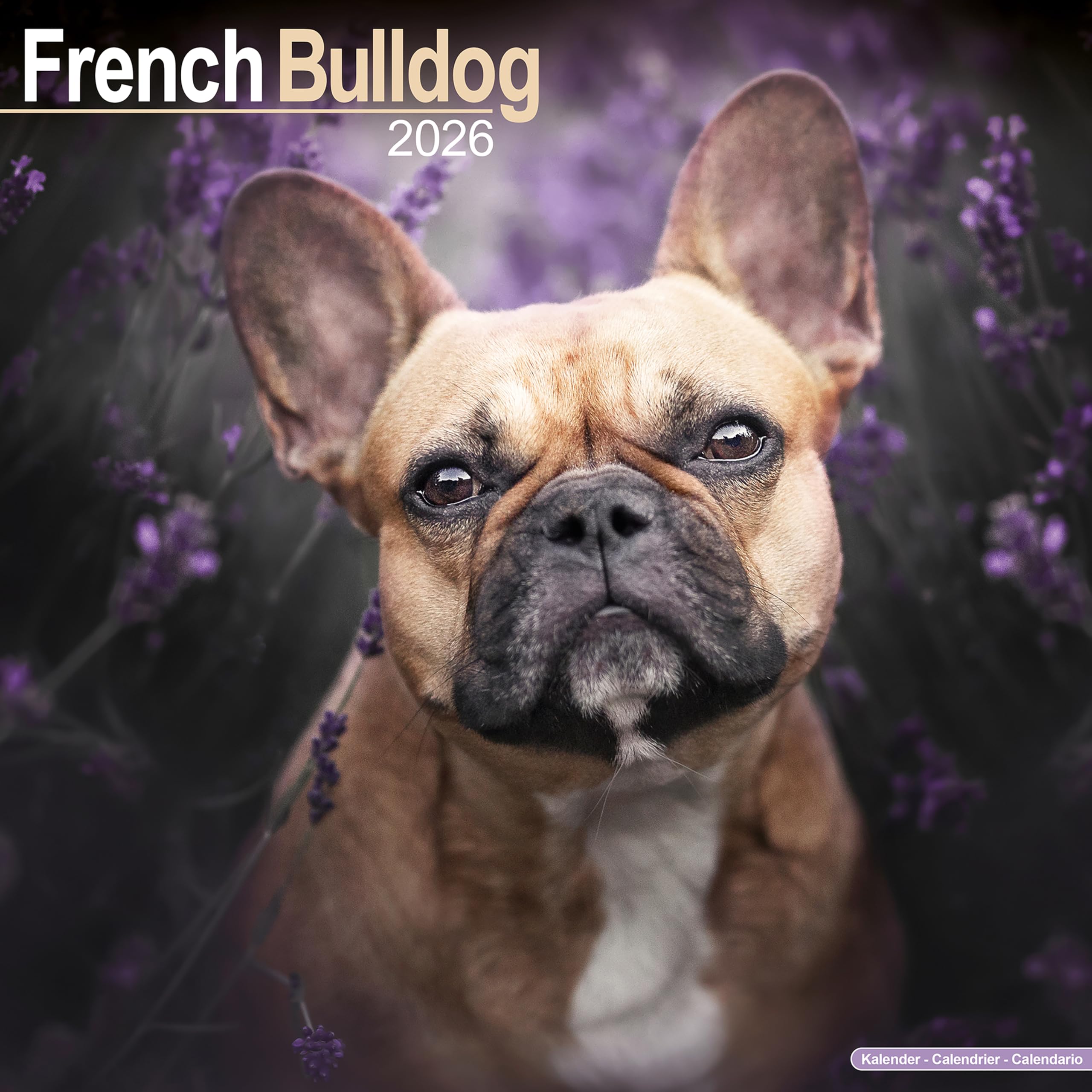 French Bulldog Calendar 2026 Square Dog Breed Wall Calendar - 16 Month Books