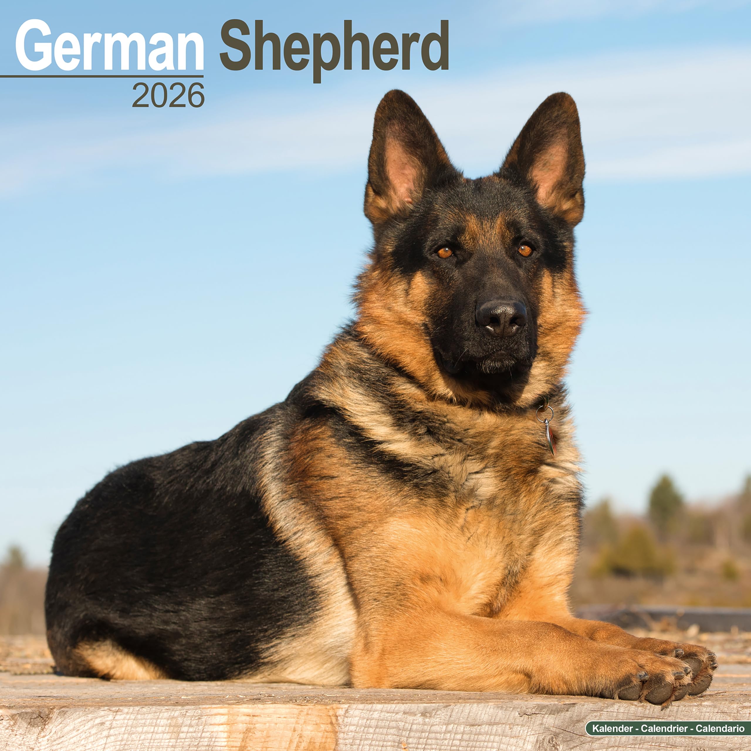German Shepherd Calendar 2026 Square Dog Breed Wall Calendar - 16 Month Books