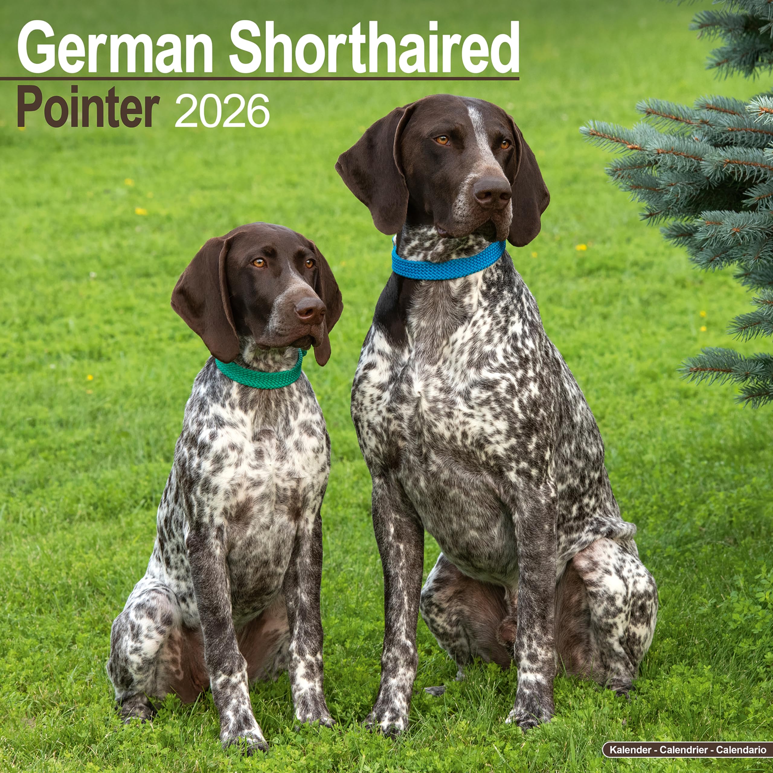 German Shorthair Pointer Calendar 2026 Square Dog Breed Wall Calendar - 16 Month Books