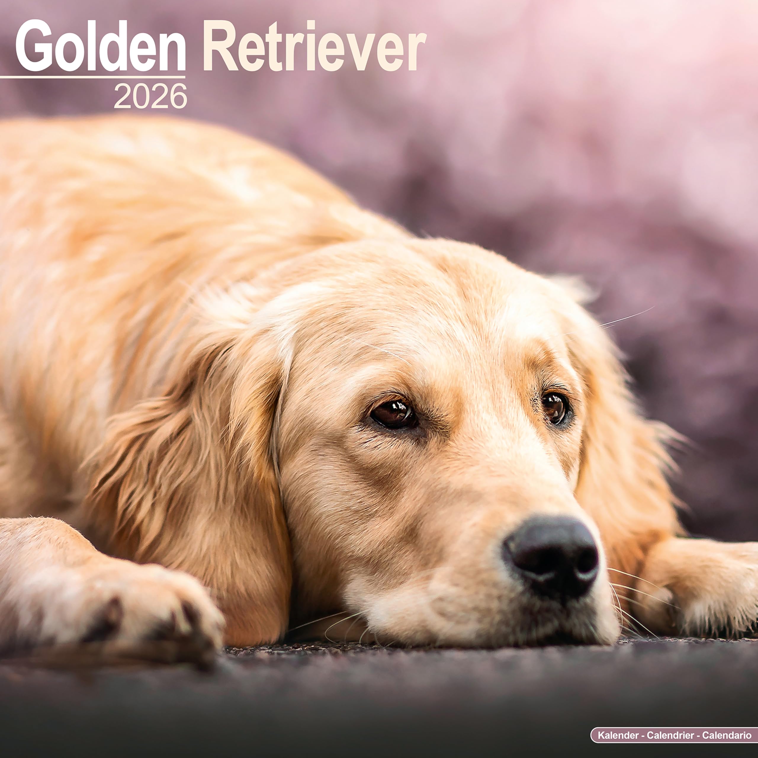 Golden Retriever Calendar 2026 Square Dog Breed Wall Calendar - 16 Month Books