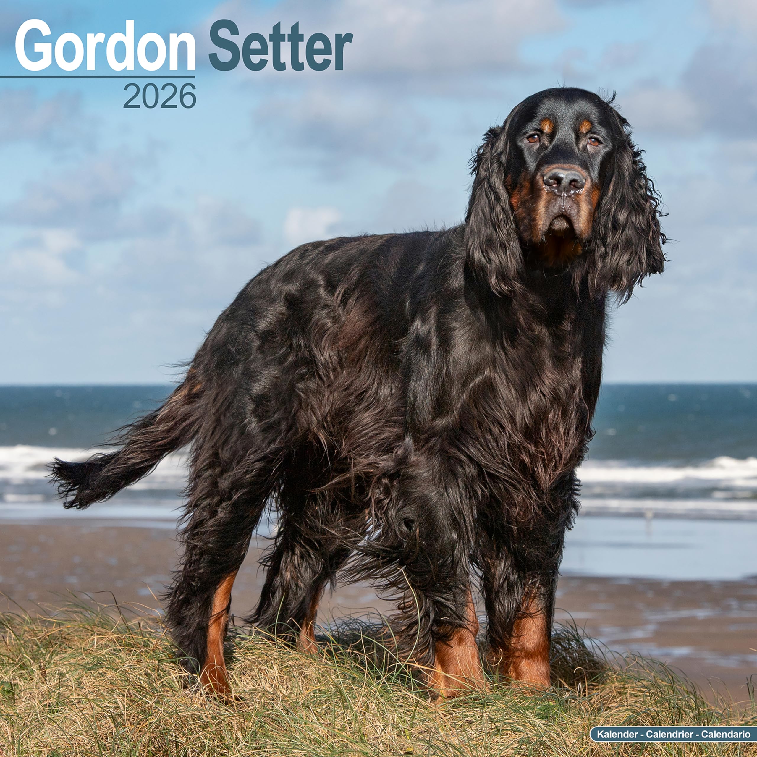 Gordon Setter Calendar 2026 Square Dog Breed Wall Calendar - 16 Month Books